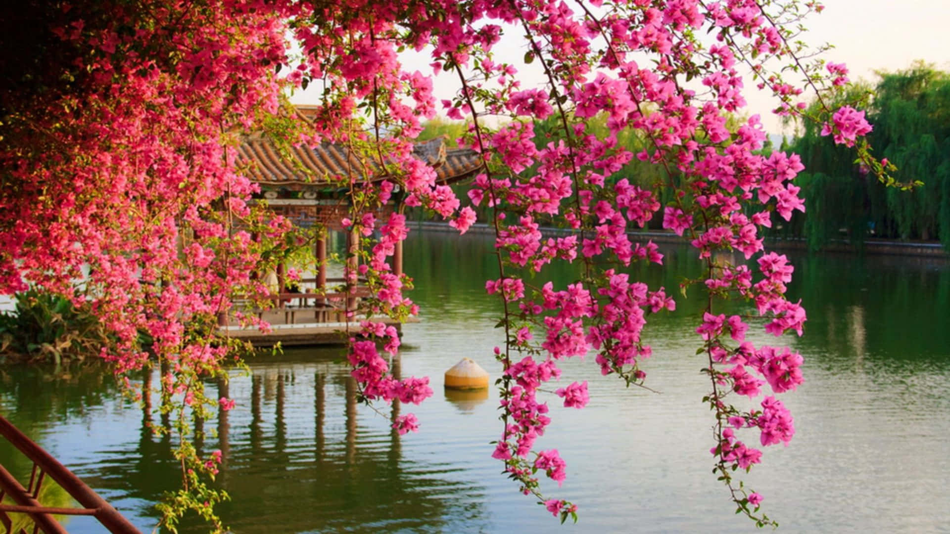 Pink Flowers Hanging Over A Lake