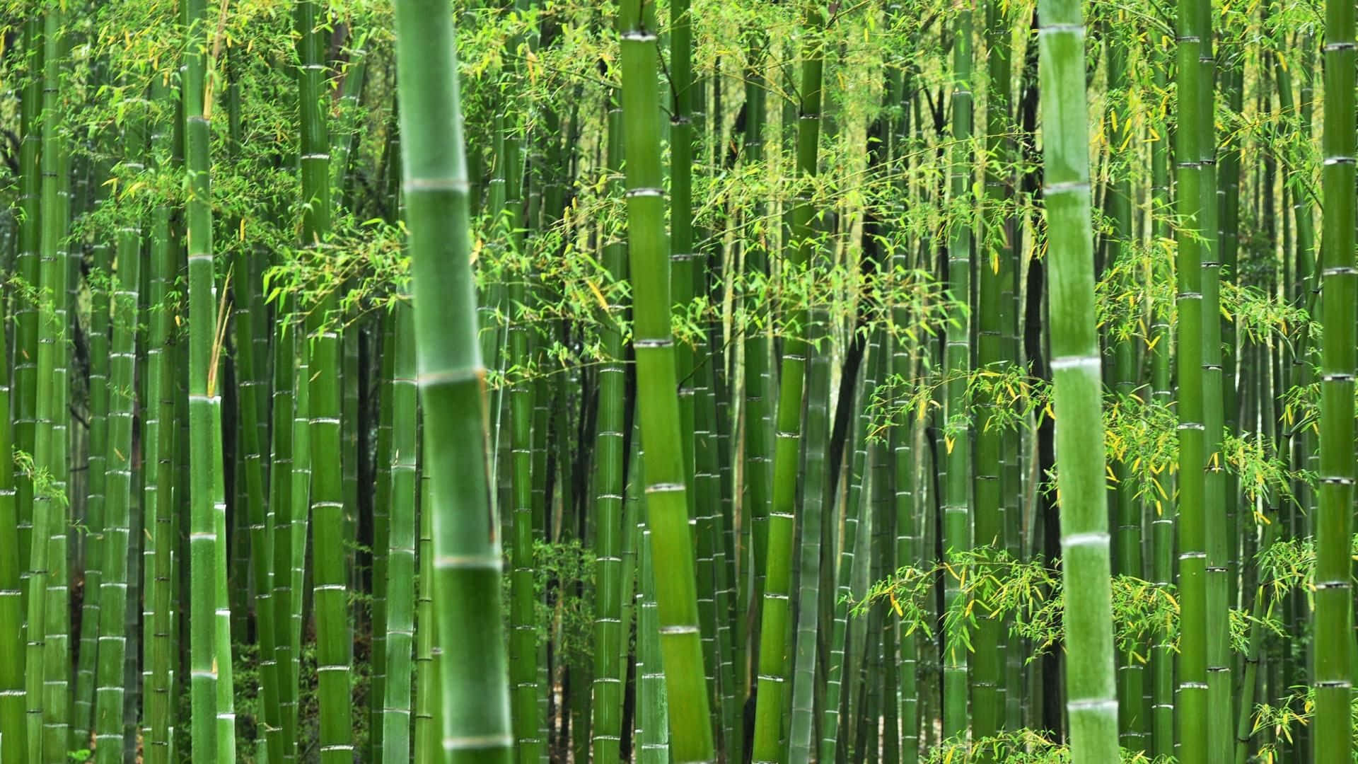 En smuk lund af Kinesisk Bambus. Wallpaper