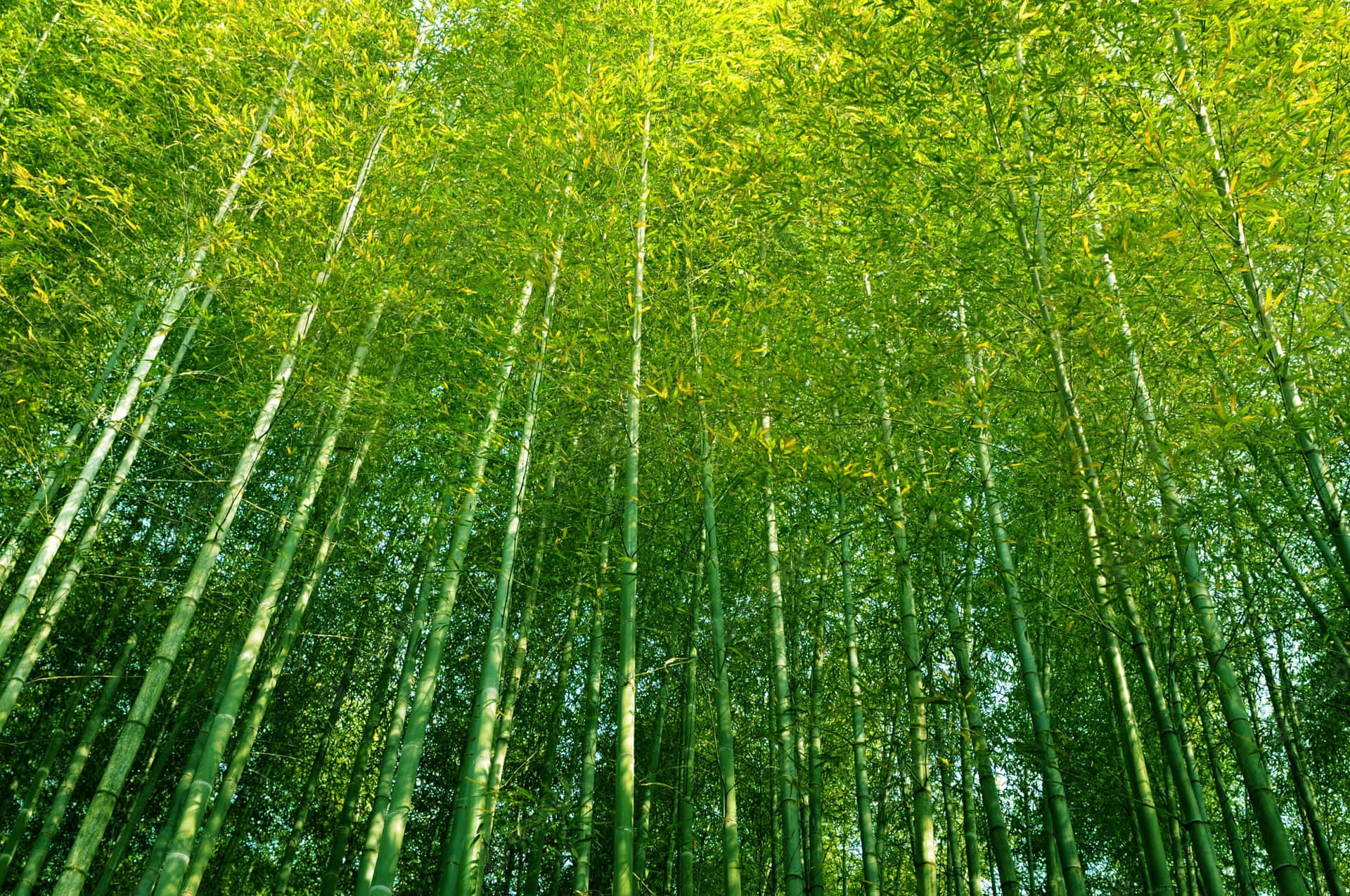 Bambusskov i en grøn skov Wallpaper