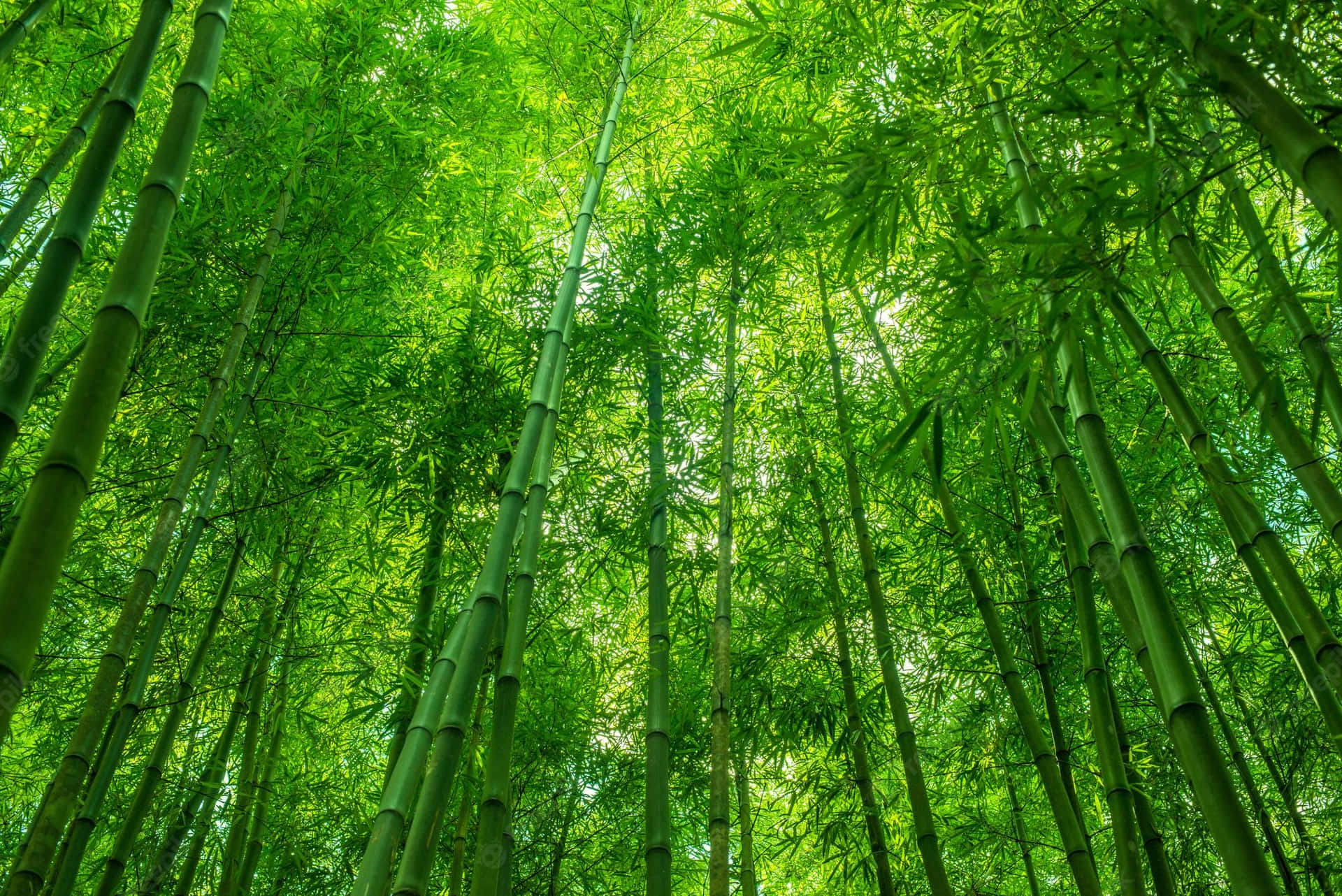Bambus skov med grønne træer og solskin Wallpaper