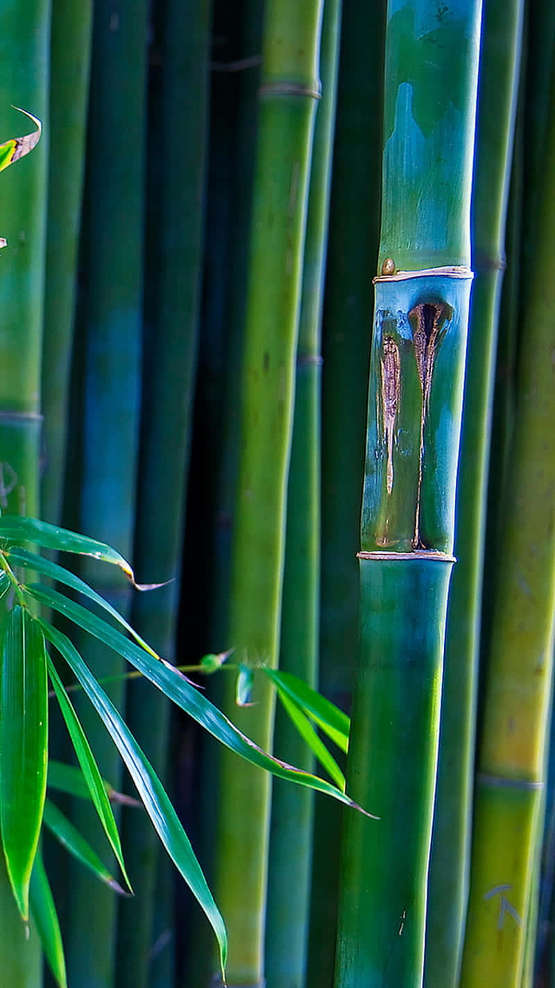 En bambusstok med grønne blade, der vikler sig rundt om den. Wallpaper