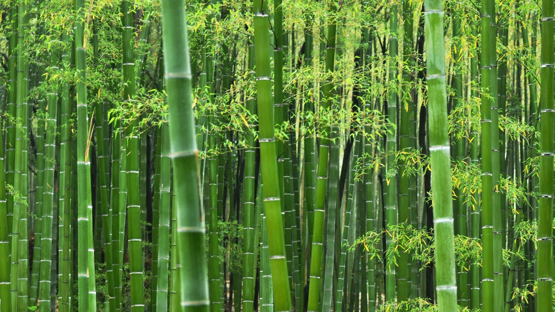 Umafloresta De Bambu Com Muitas Árvores Altas E Verdes Papel de Parede