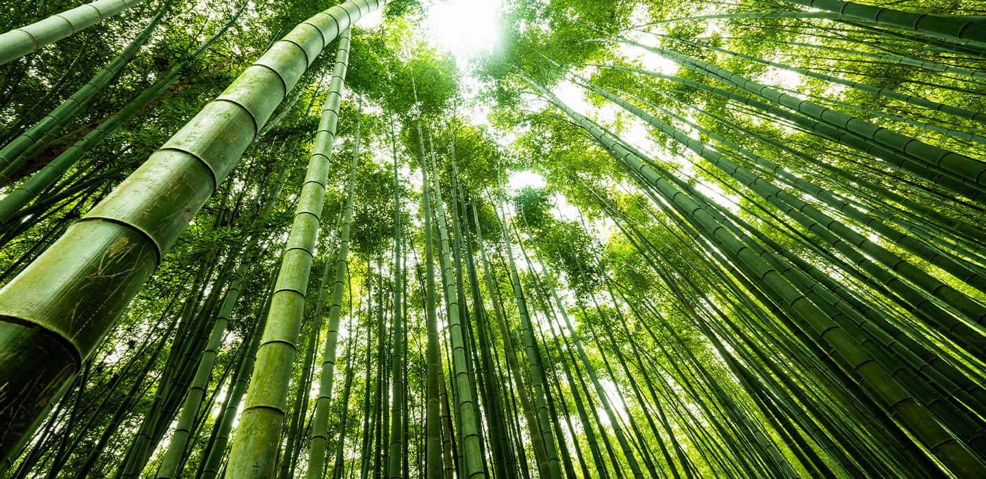 Bambusskov i en grøn skov Wallpaper