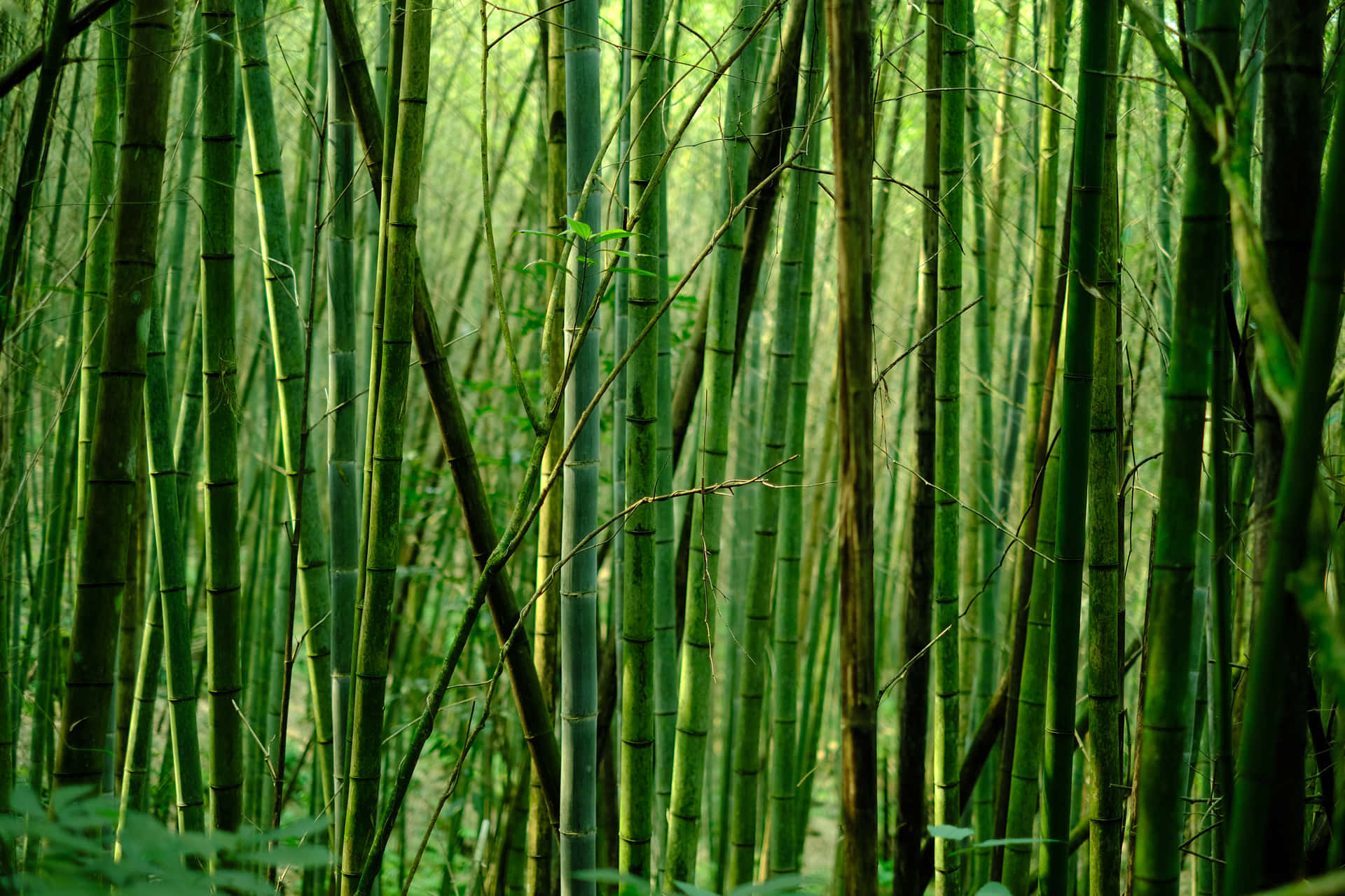 Unbosque De Bambú Con Muchas Hojas Verdes. Fondo de pantalla