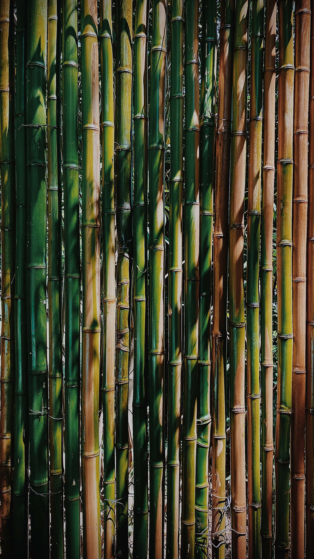 Unbosque De Bambú Fondo de pantalla