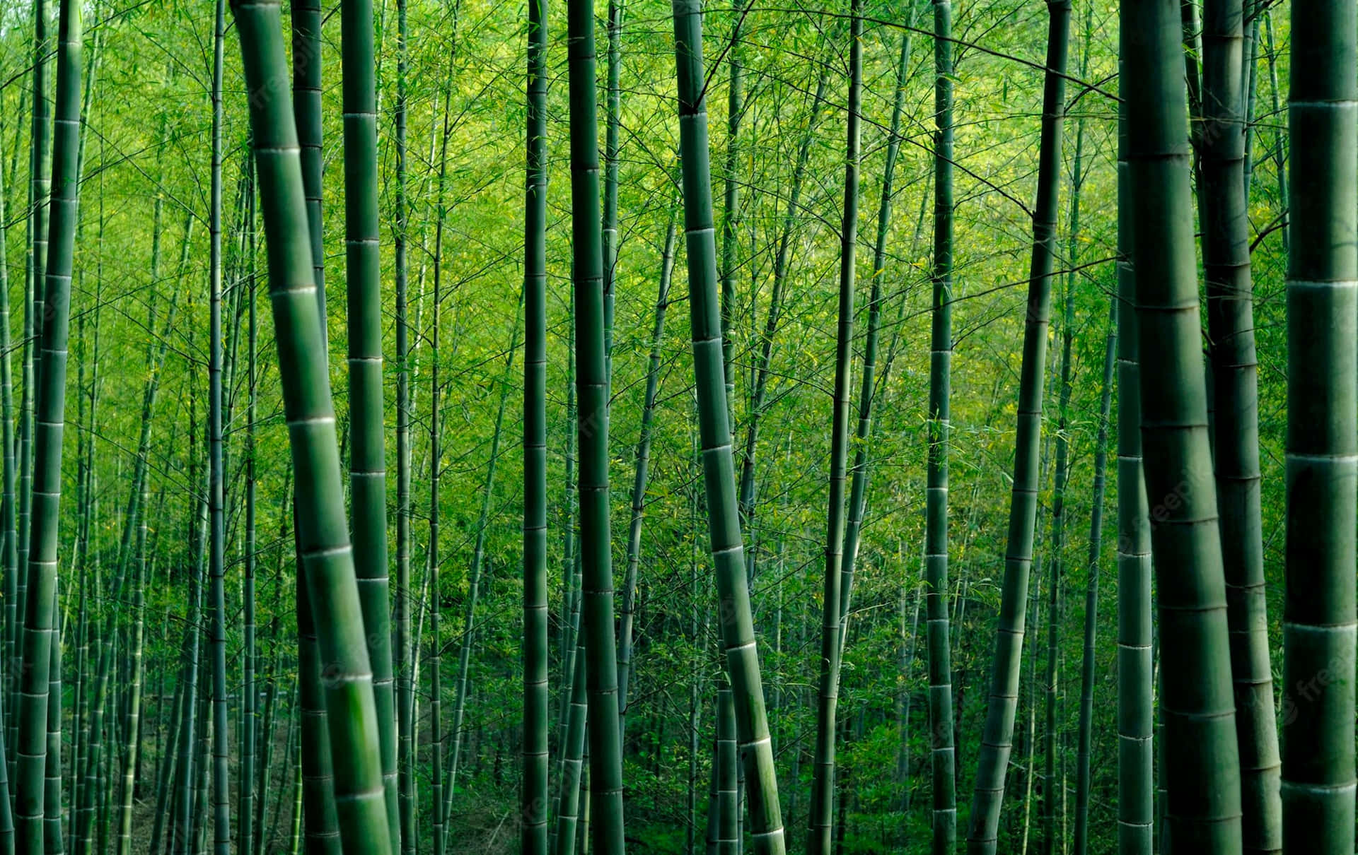 Bambuskogi En Grön Skog. Wallpaper