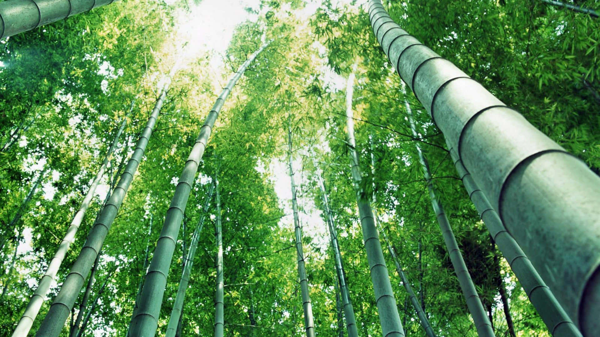 "A Stately Tianmu Bamboo Growing in China" Wallpaper