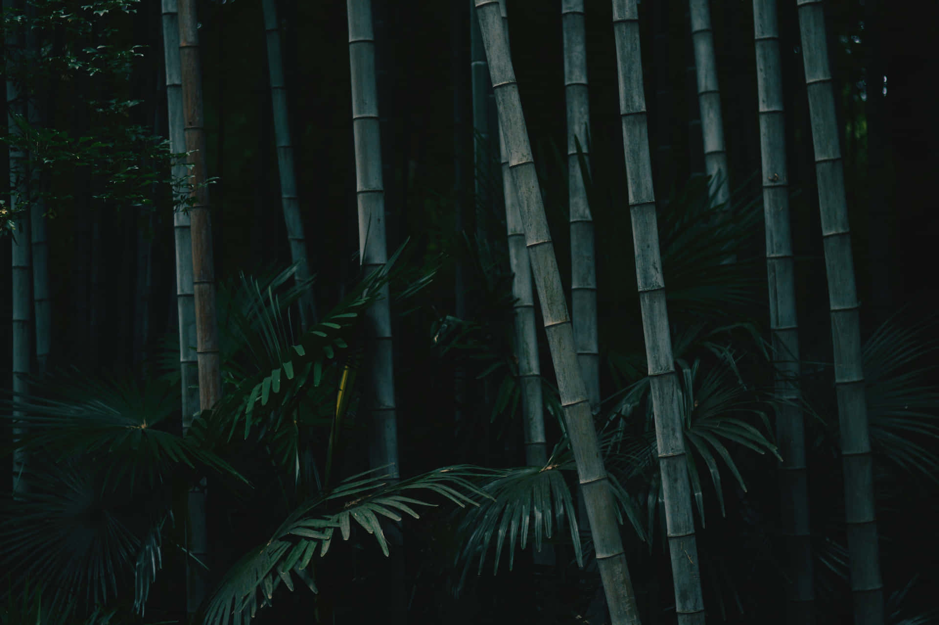En mand sidder i en bambusskov Wallpaper