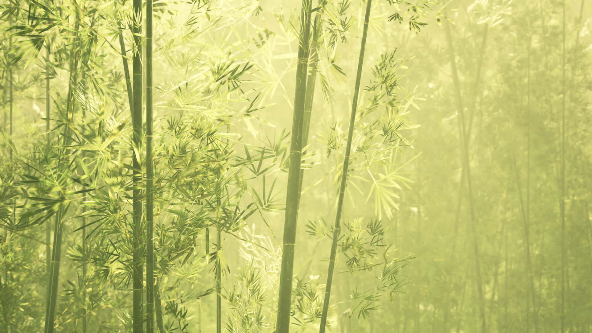 A Green Forest With Tall Bamboo Trees Wallpaper