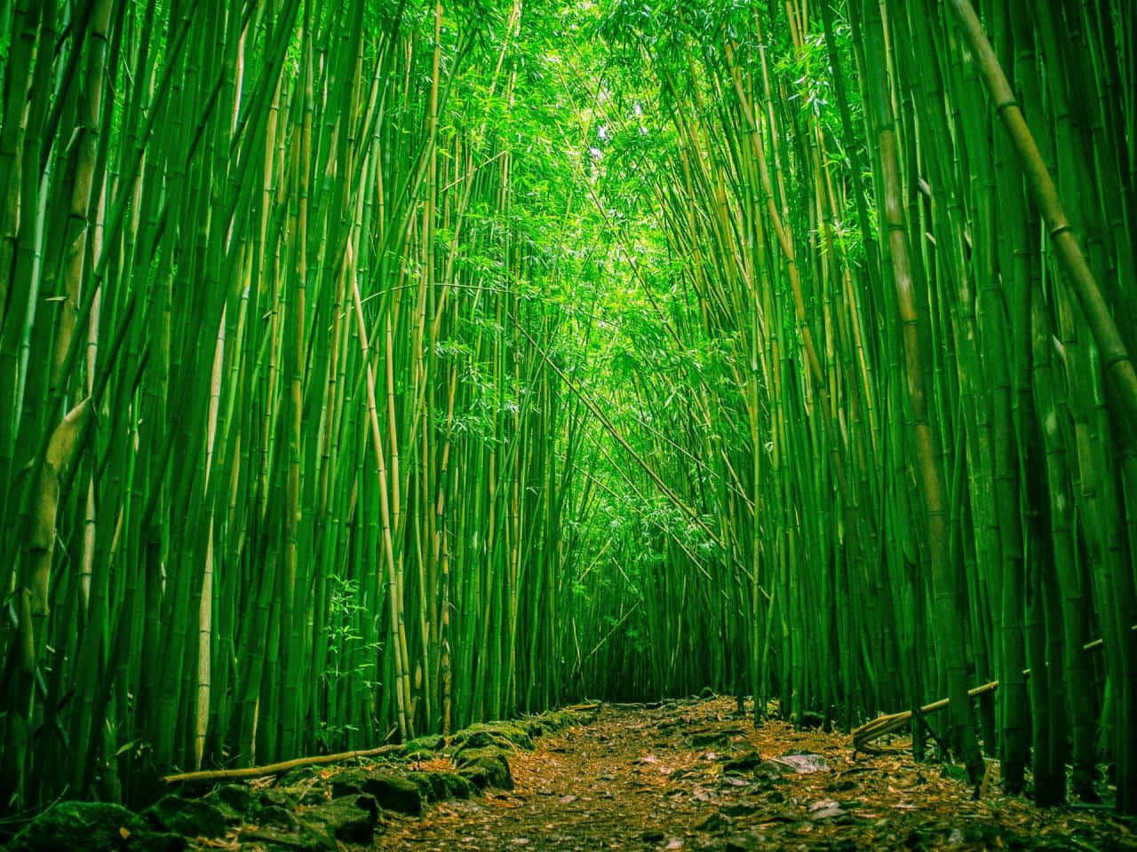 Bambuskogi Hawaii. Wallpaper