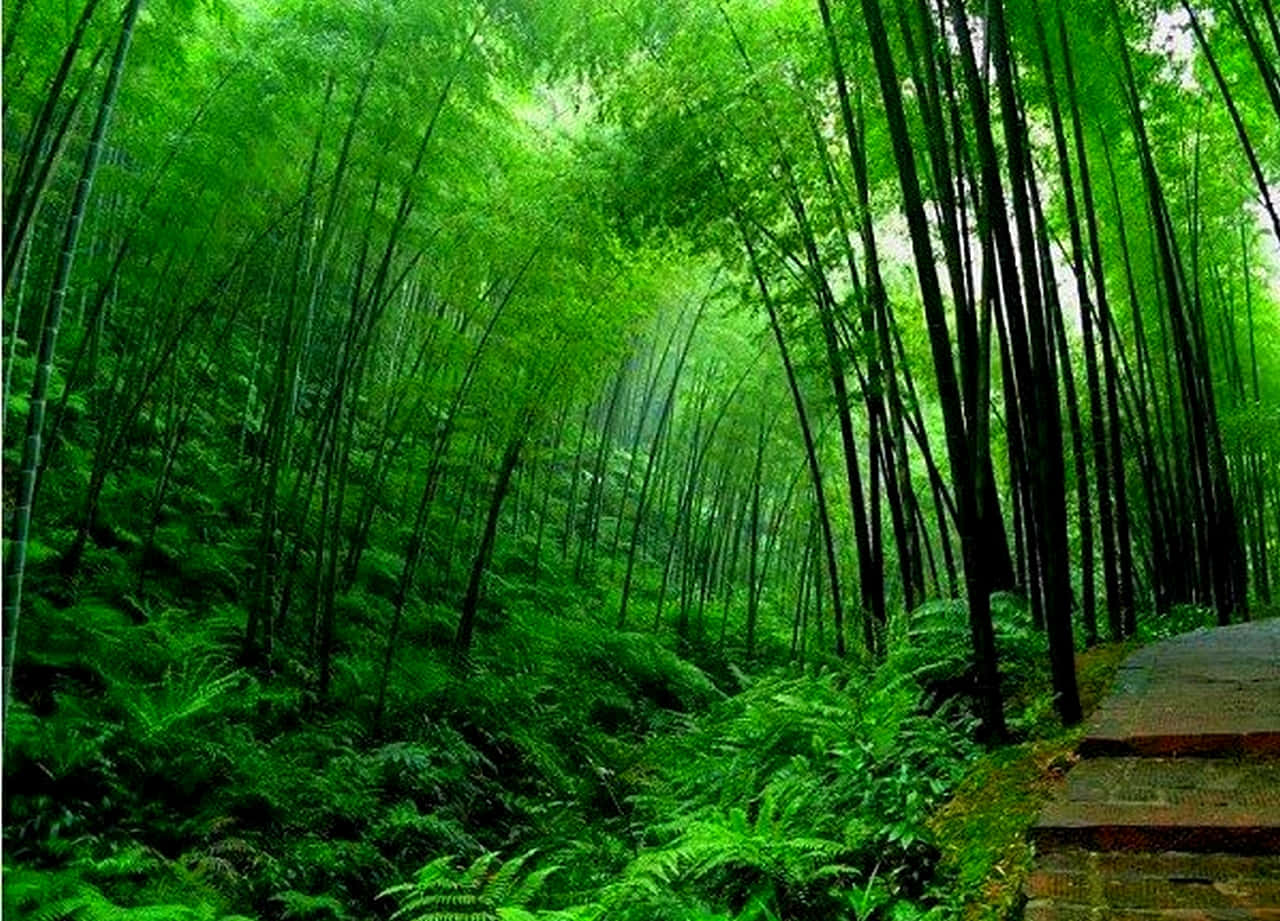 Jardimde Bambu Chinês. Papel de Parede
