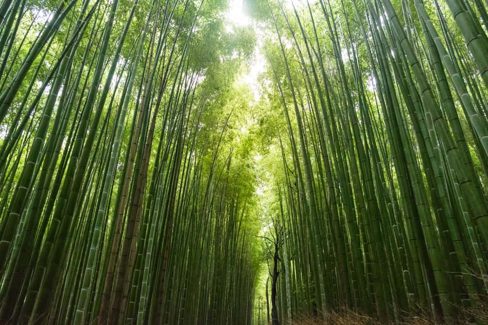 Kinesisk Bambus er et symbol på holdbarhed og styrke. Wallpaper