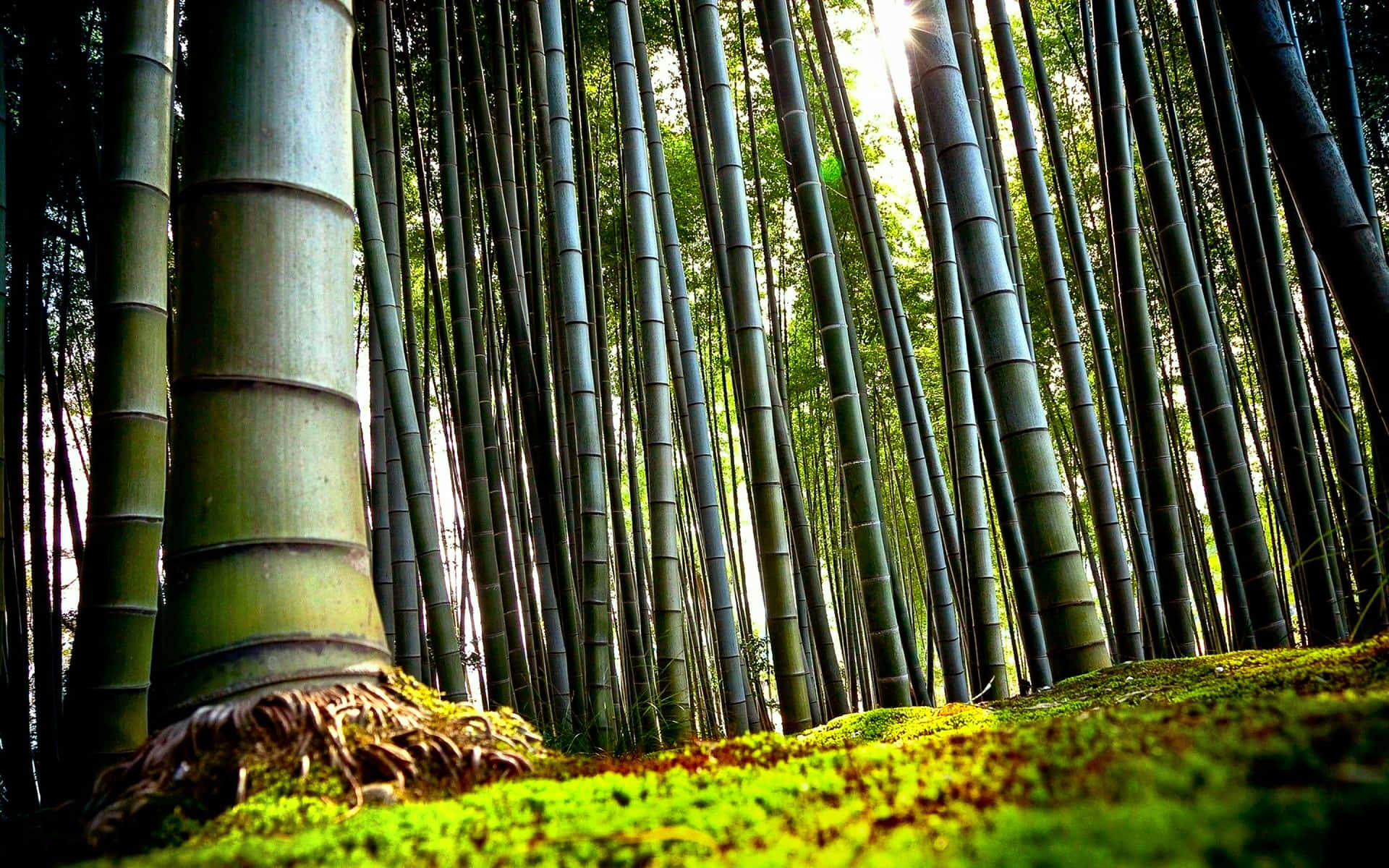 A Bamboo Forest With Tall Trees And Moss Wallpaper