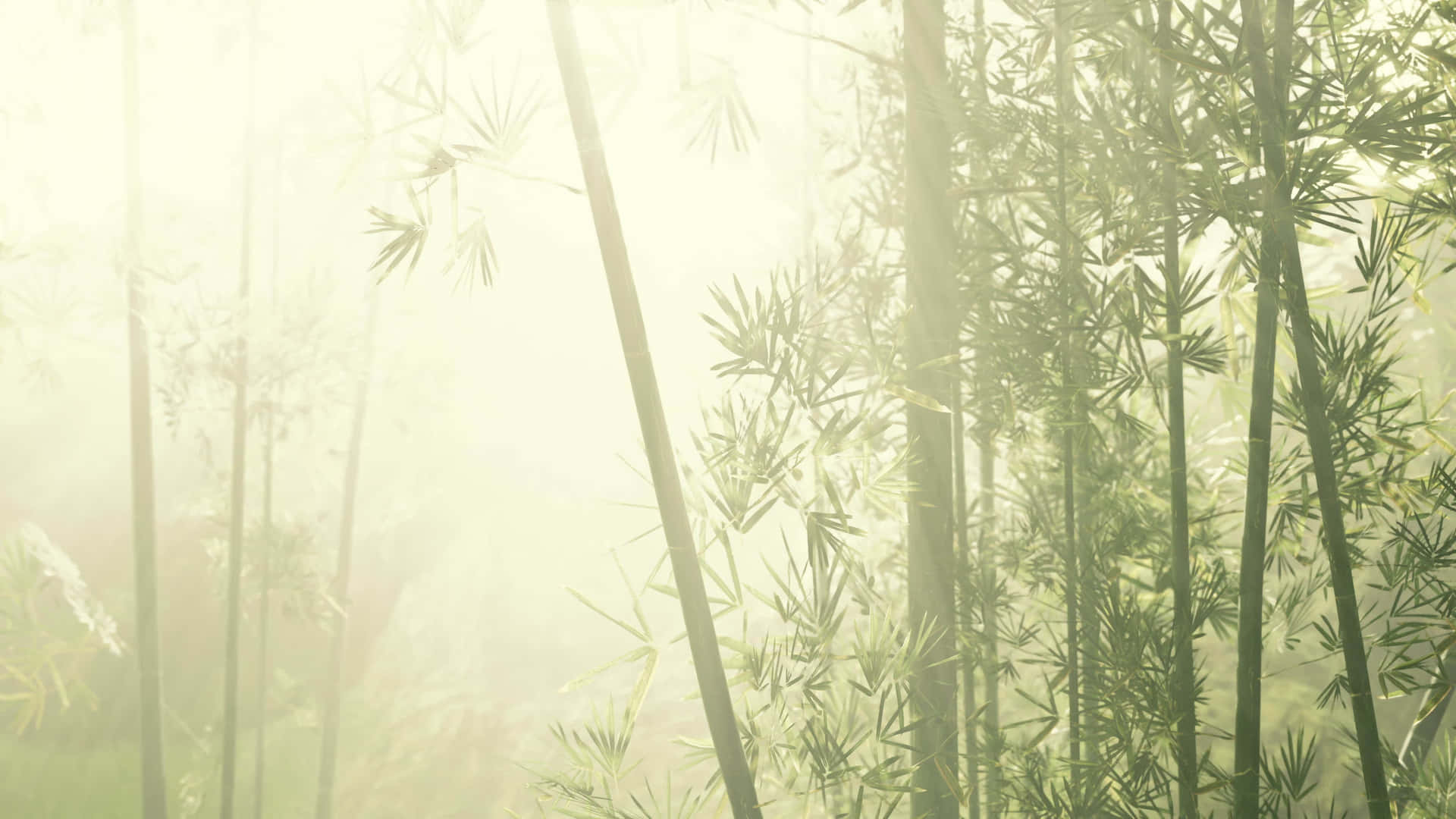 Unexuberante Bosque De Bambú Chino Fondo de pantalla