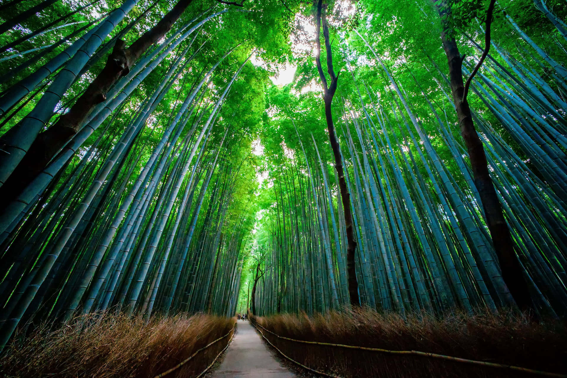 Florestade Bambu Em Kyoto, Japão Papel de Parede