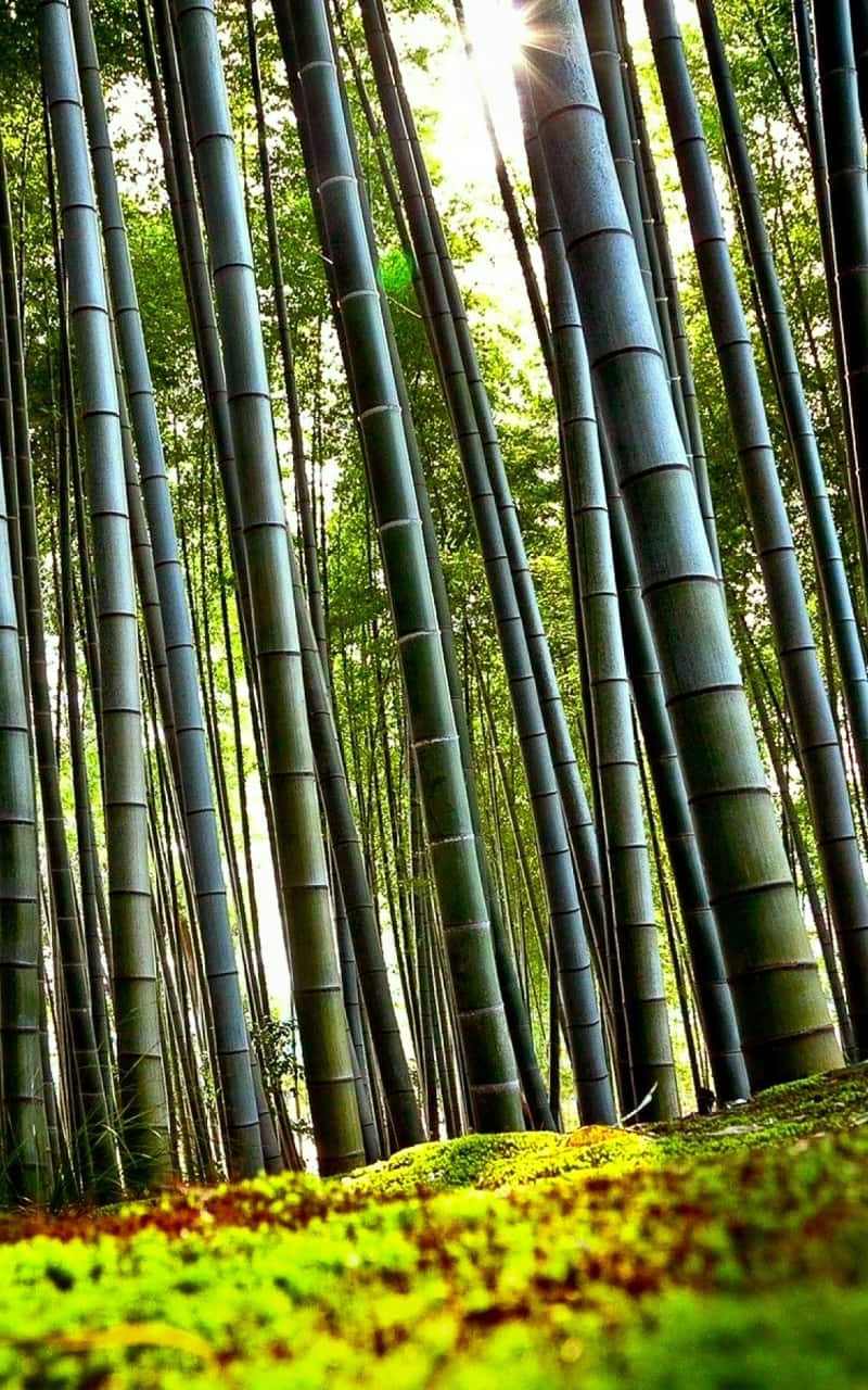 Bambuswaldin Kyoto, Japan. Wallpaper