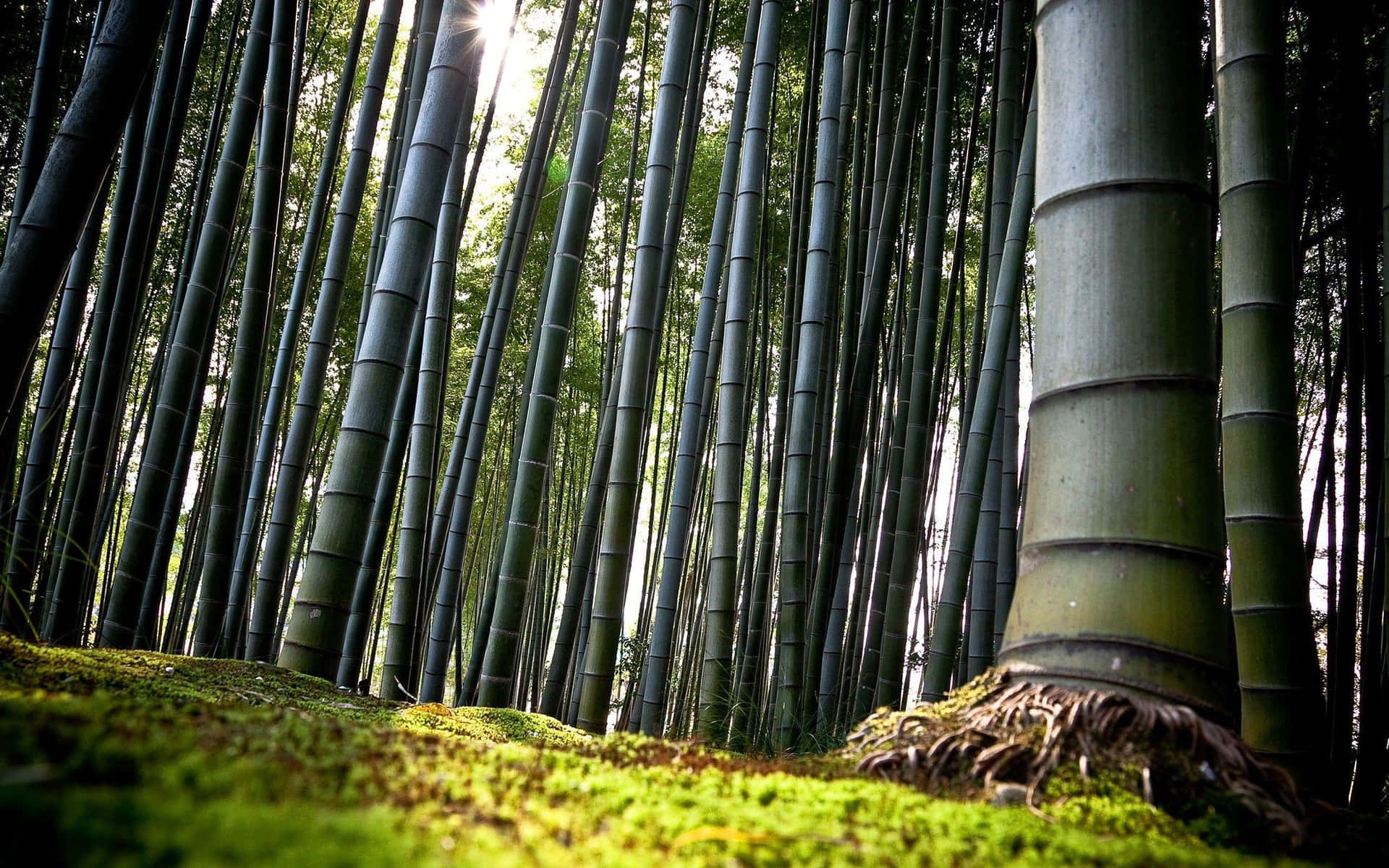 Kinesisk Bambus stående op mod en baggrund af skyer Wallpaper