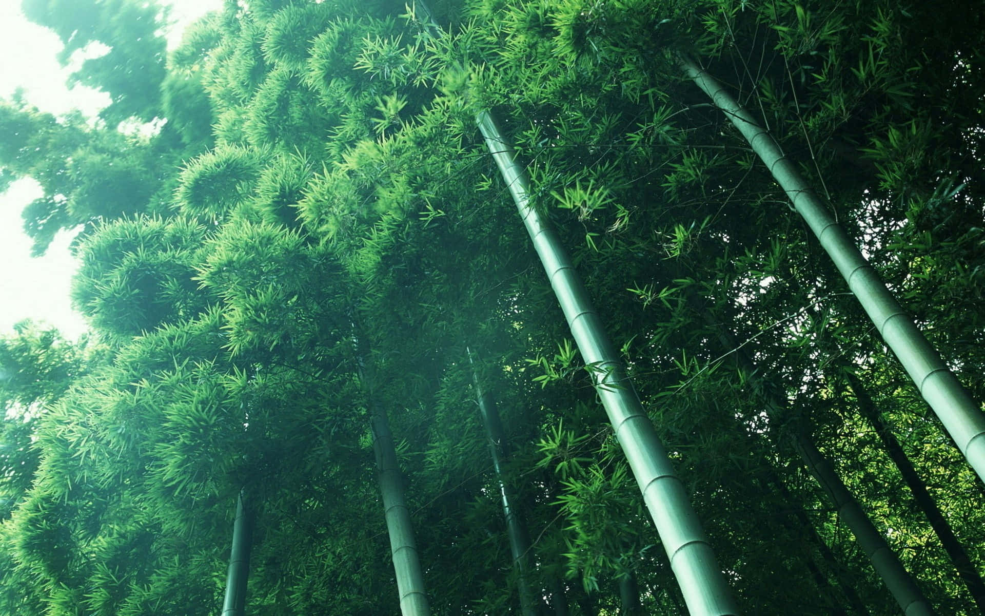 Bambuskovl i en grøn skov Wallpaper