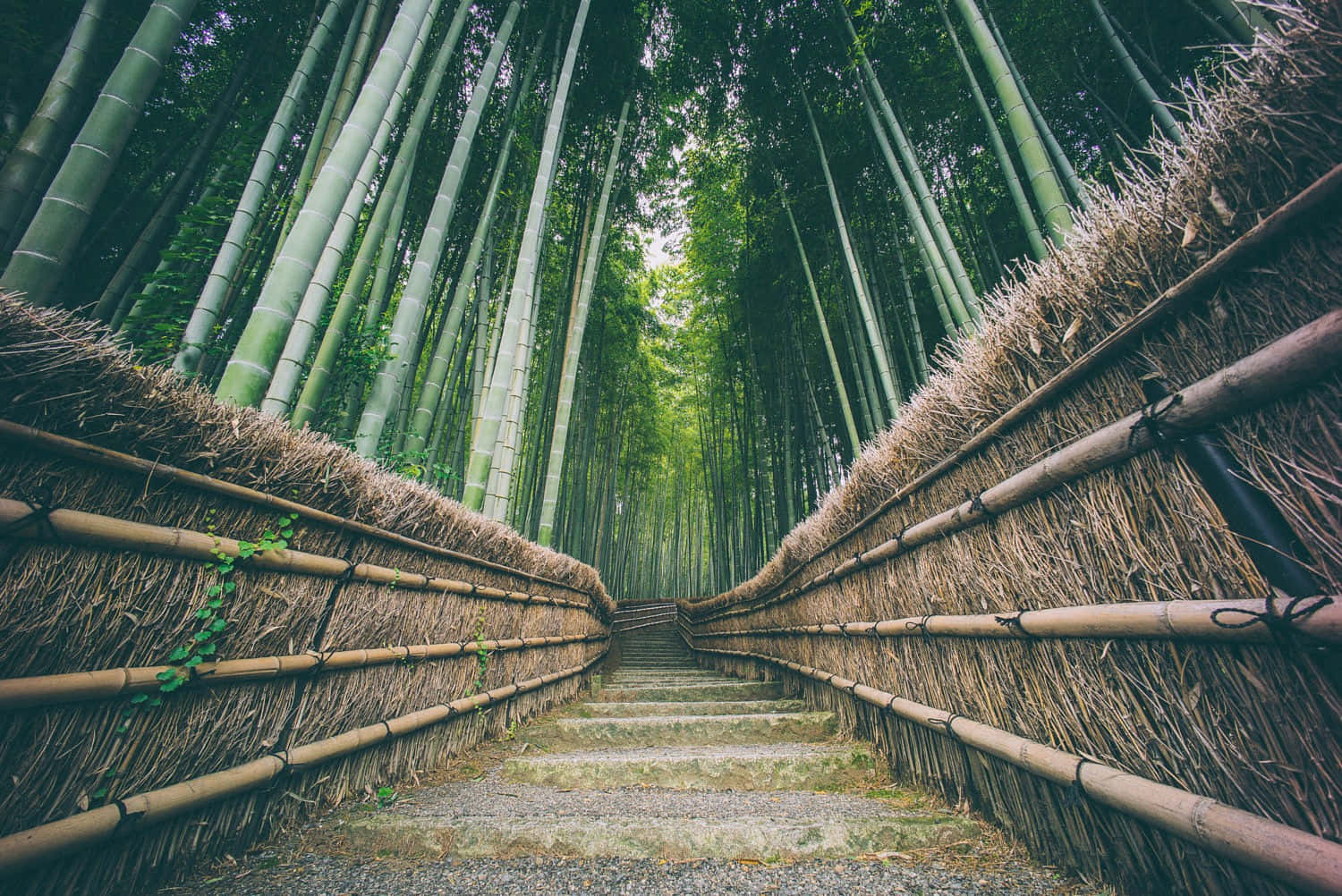 Umafloresta De Bambu Com Um Caminho Que A Atravessa. Papel de Parede
