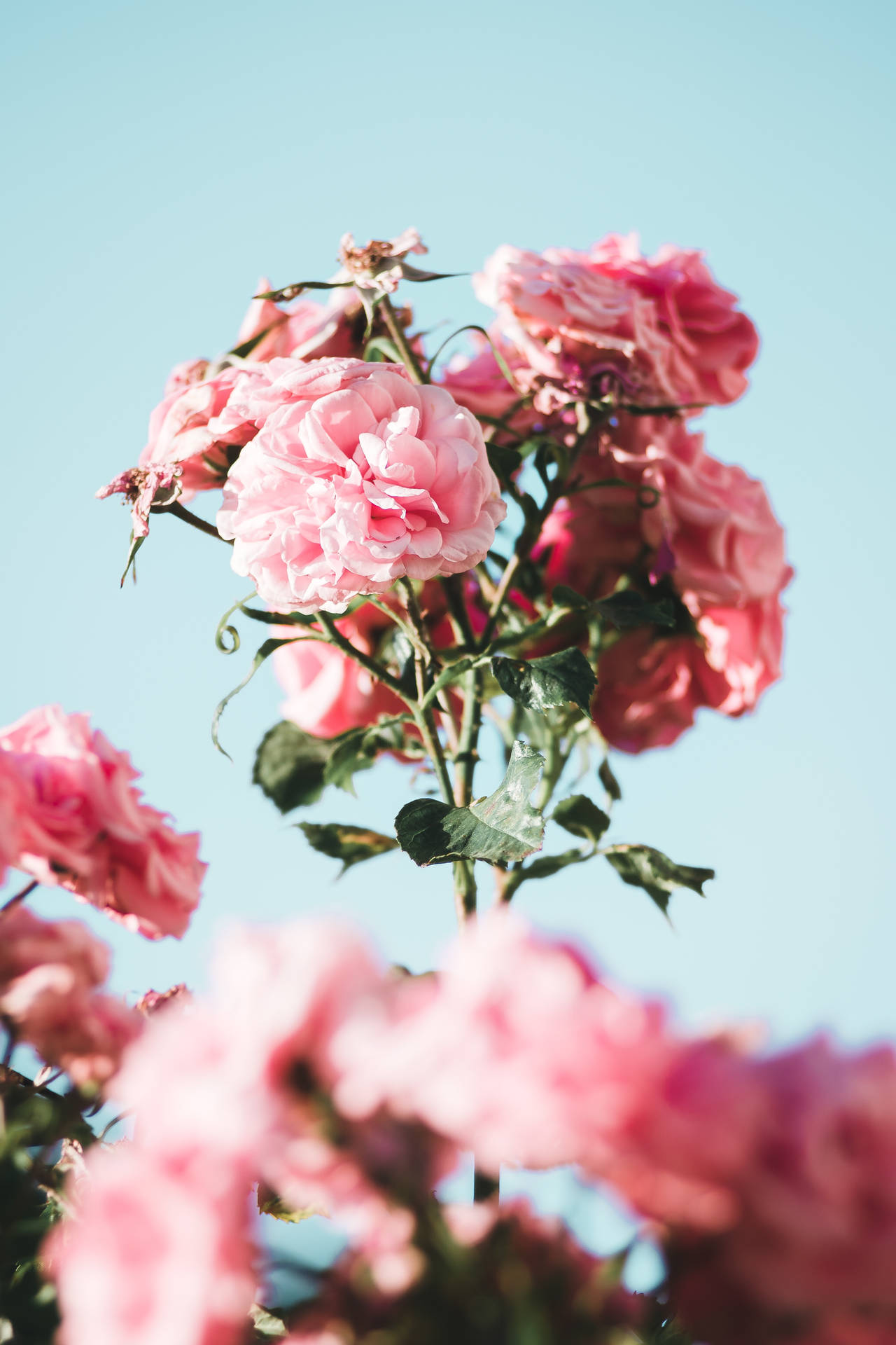 Peoníaschinas En Tonos Rosados, Estética Floral Fondo de pantalla