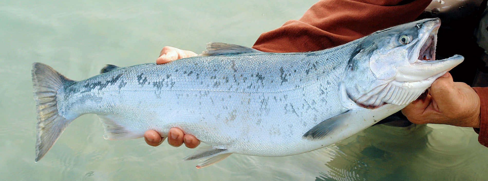 Chinook Salmon Catch Wallpaper