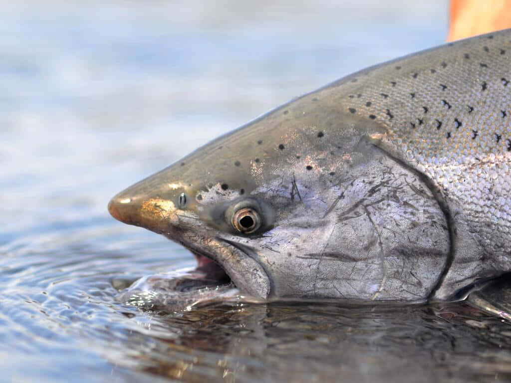 Chinook Salmon Close Up Wallpaper