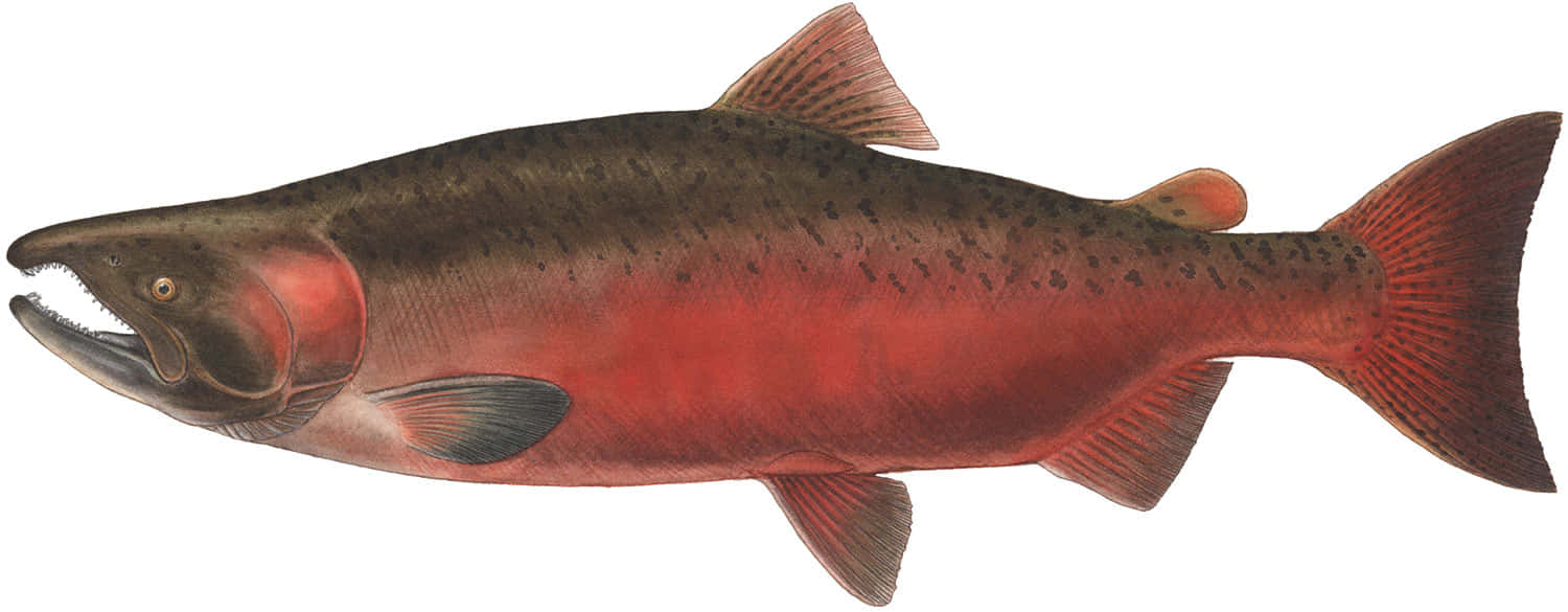 Chinook Salmon Illustration Wallpaper