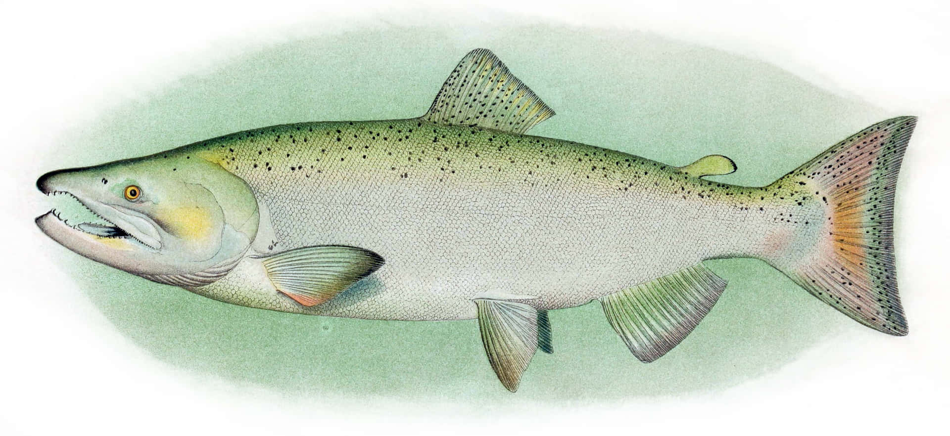 Chinook Salmon Illustration Wallpaper