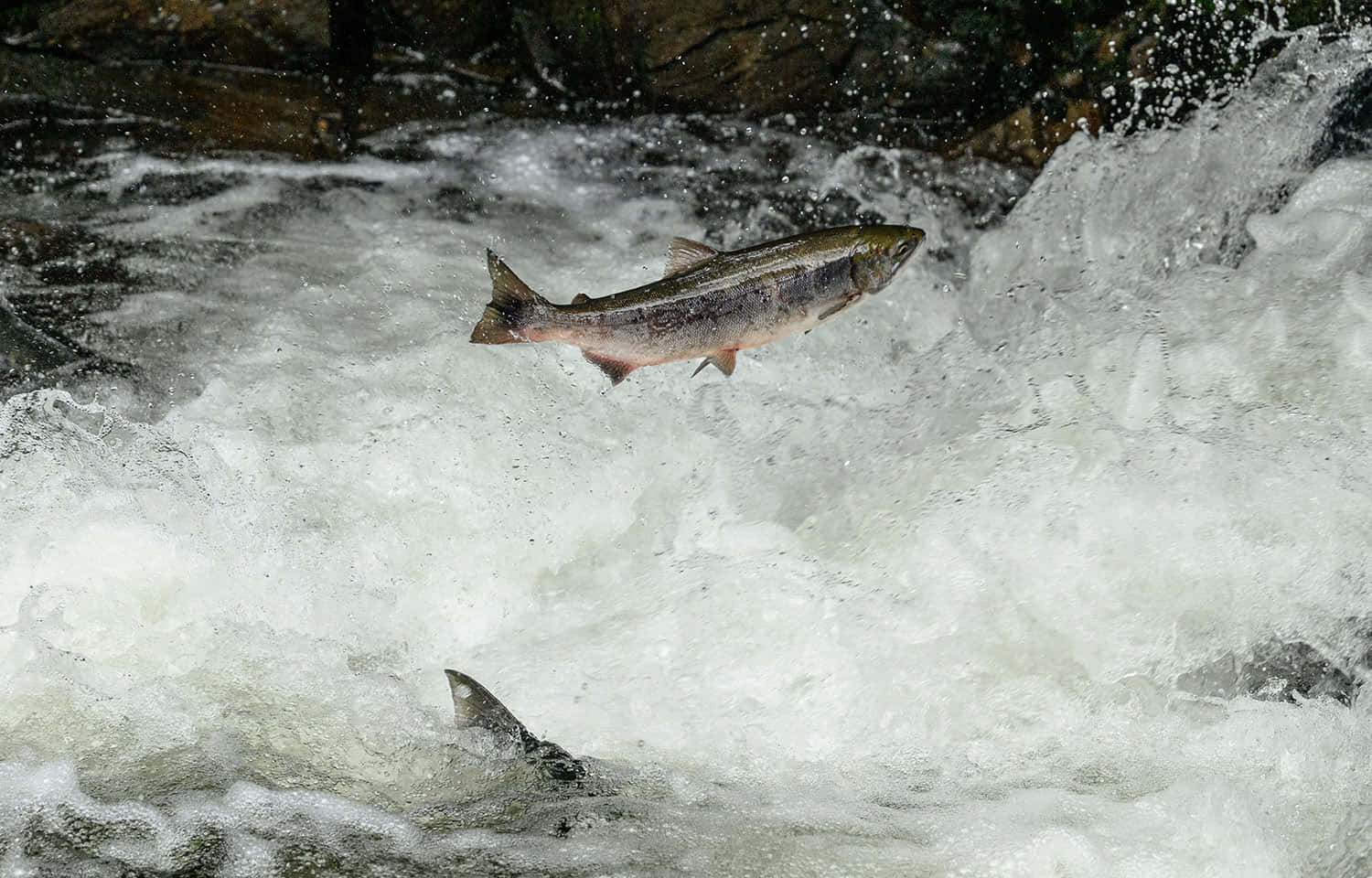 Chinook Salmon Leaping Upstream Wallpaper