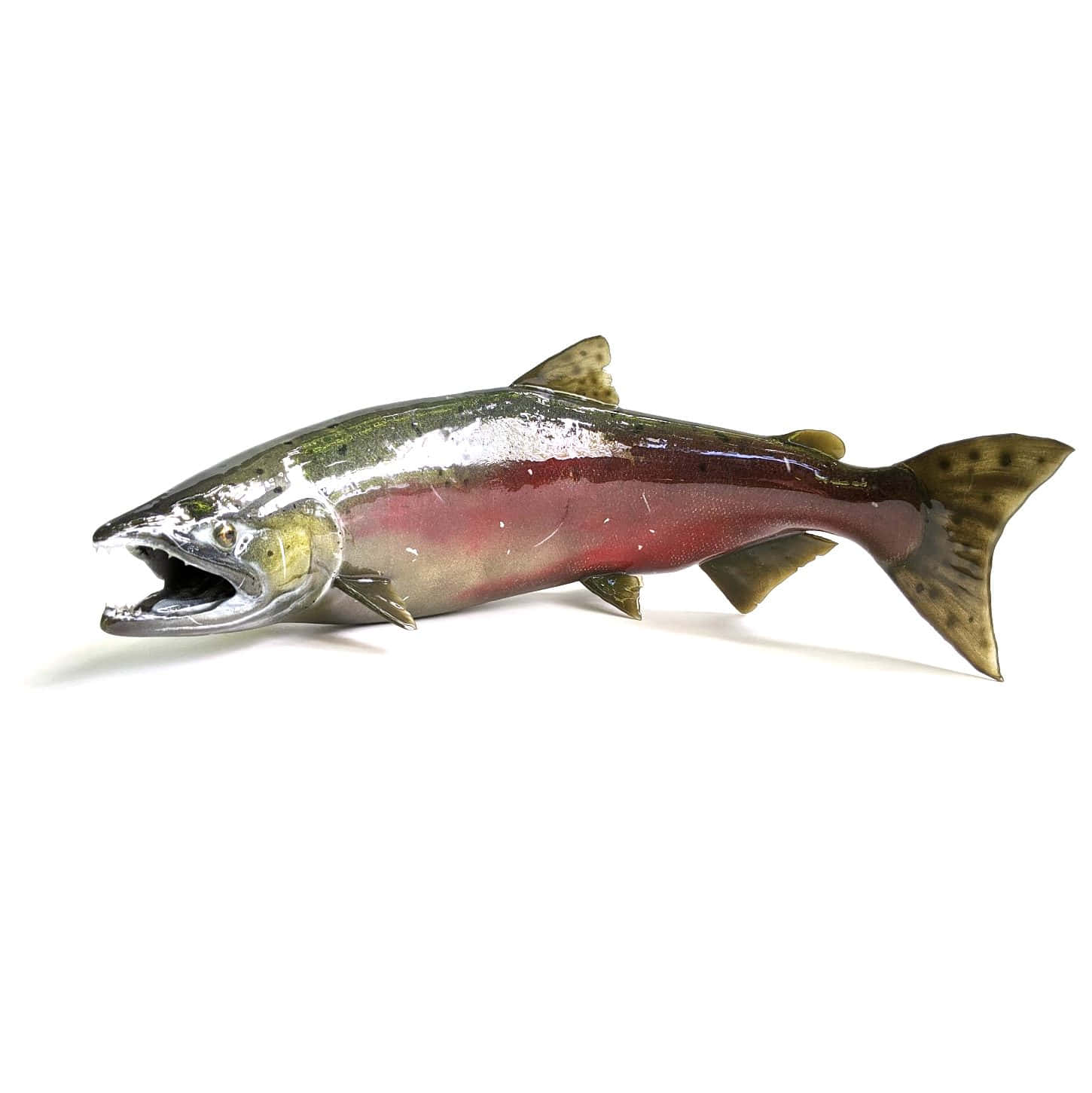 Chinook Salmon Model Wallpaper
