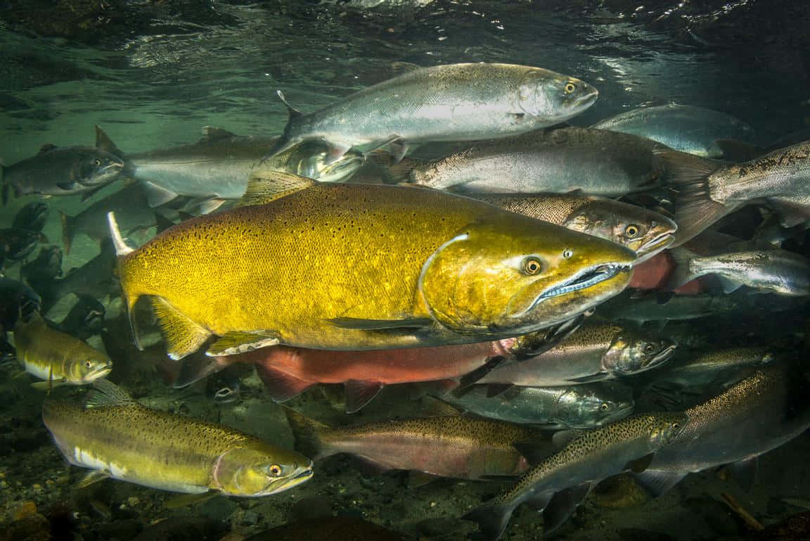 Chinook Salmon School Underwater Wallpaper