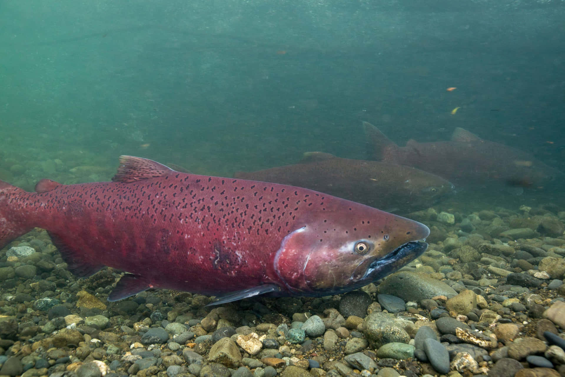 Chinook Salmon Spawning Stream Wallpaper