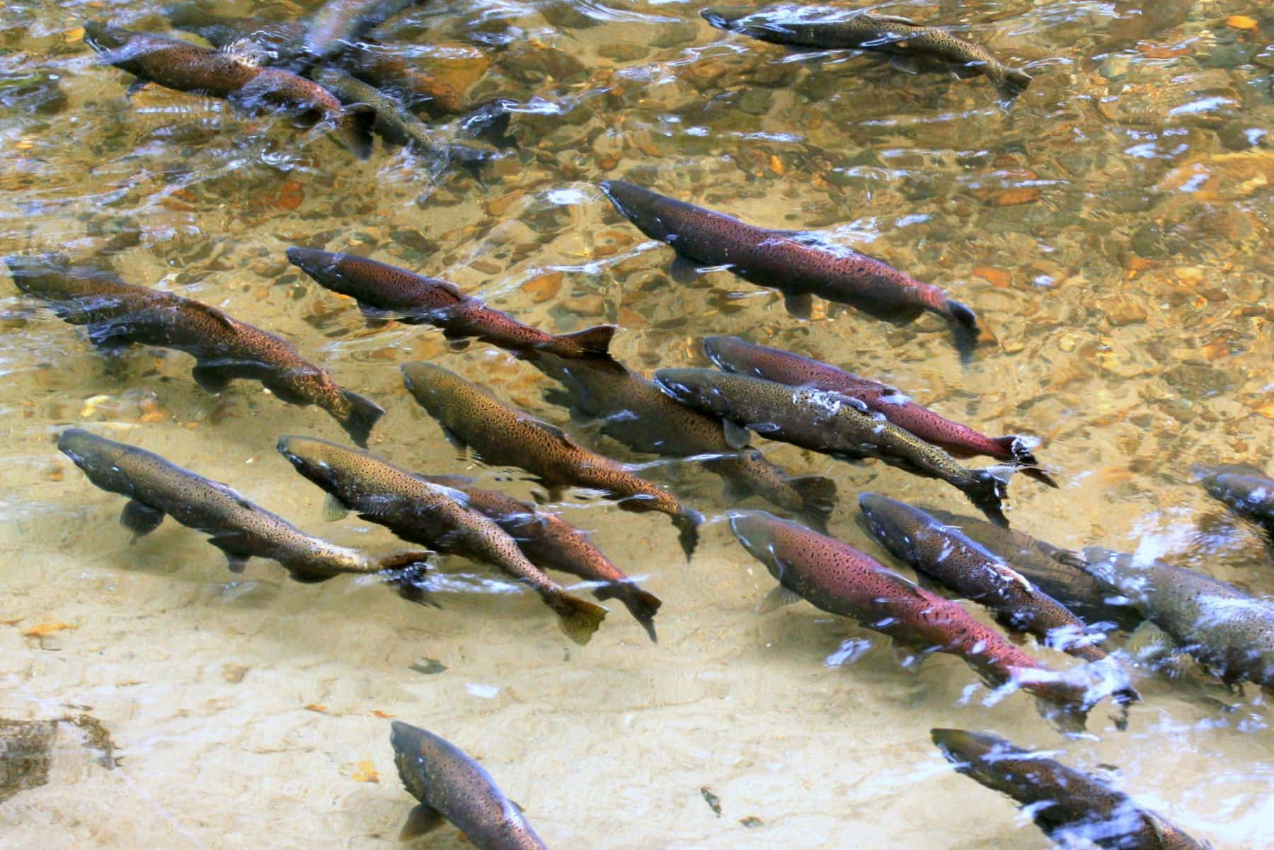 Chinook Salmon Spawning Stream Wallpaper
