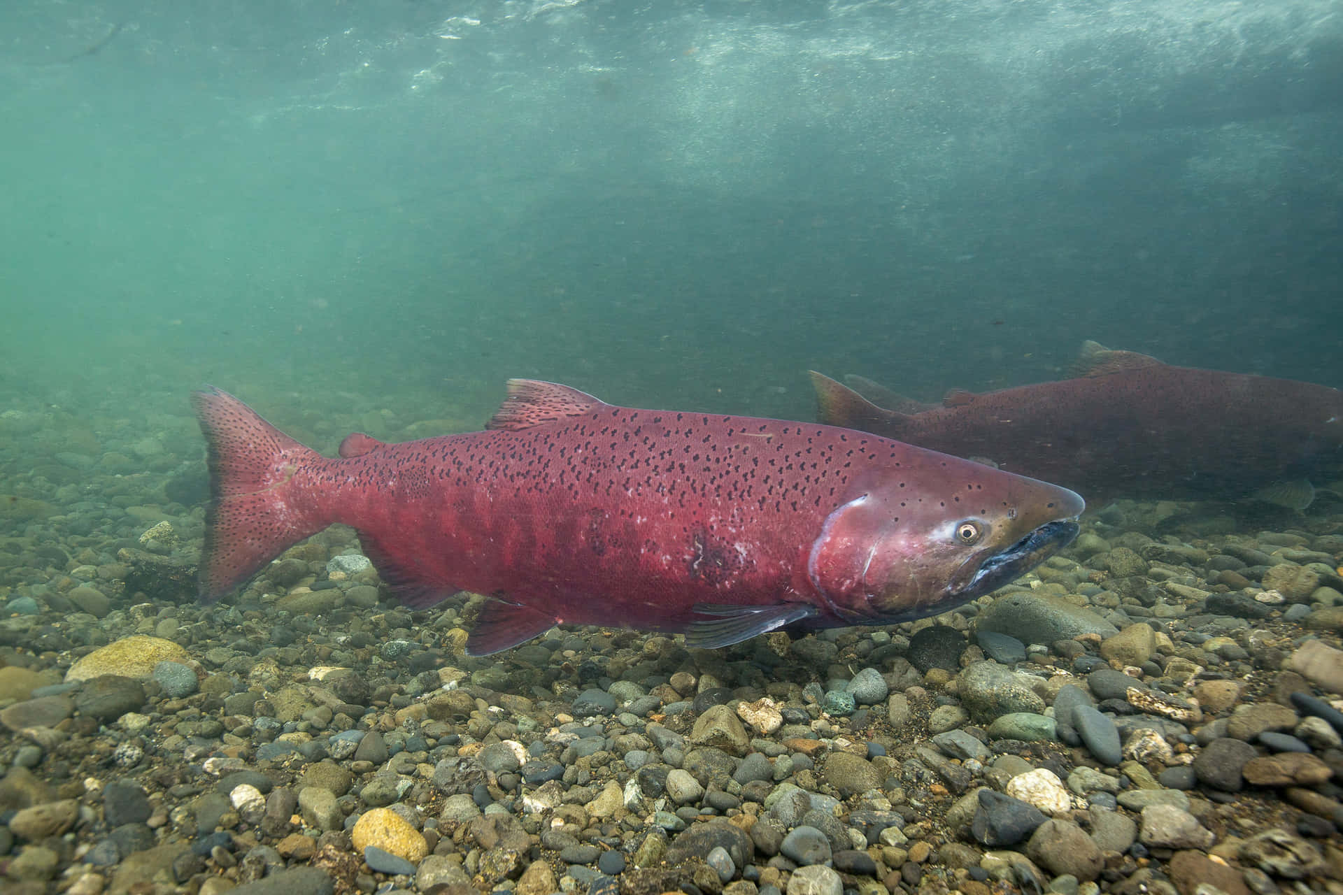 Chinook Salmon Spawning Underwater Wallpaper