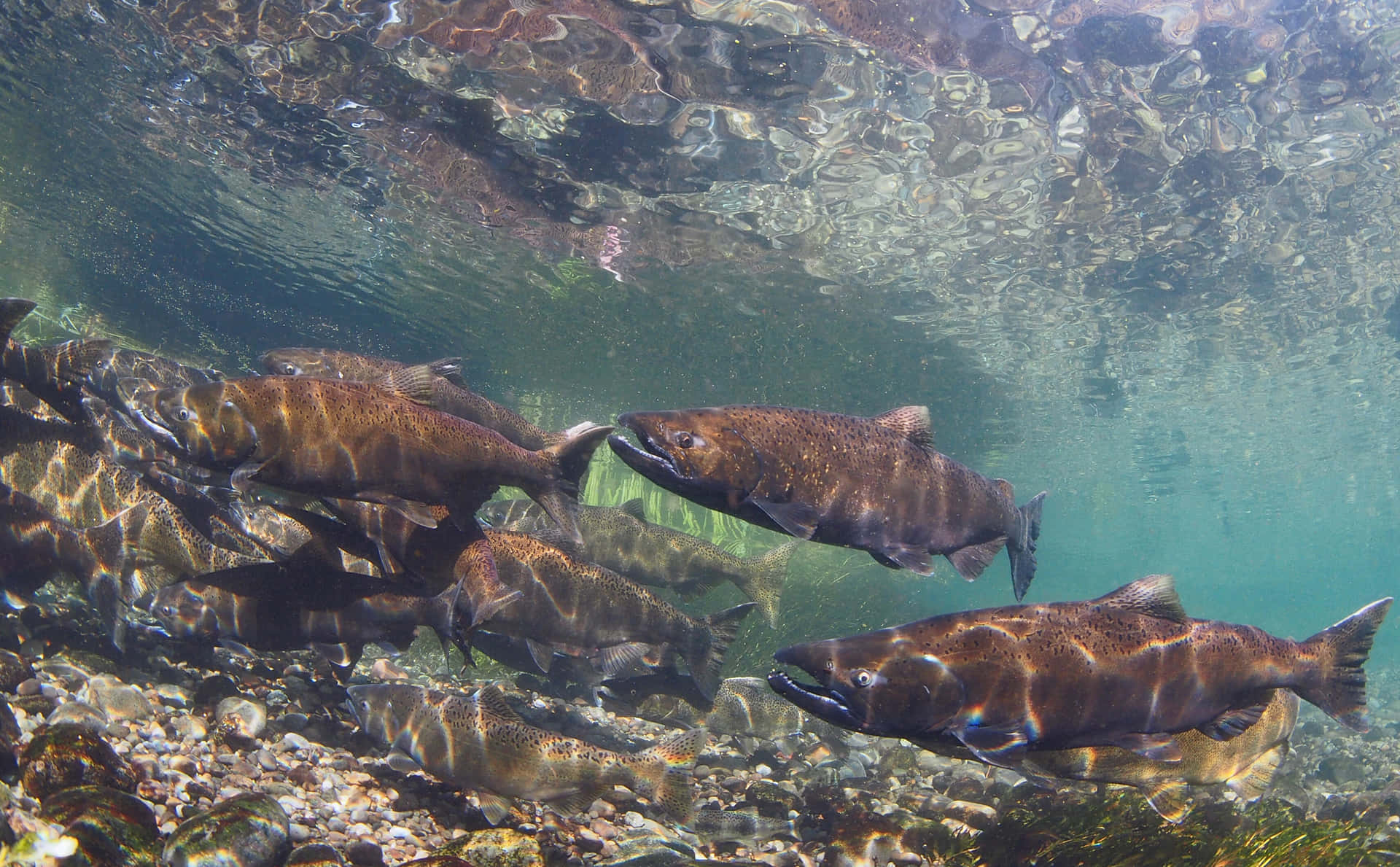 Chinook Salmon Swimming Upstream Wallpaper