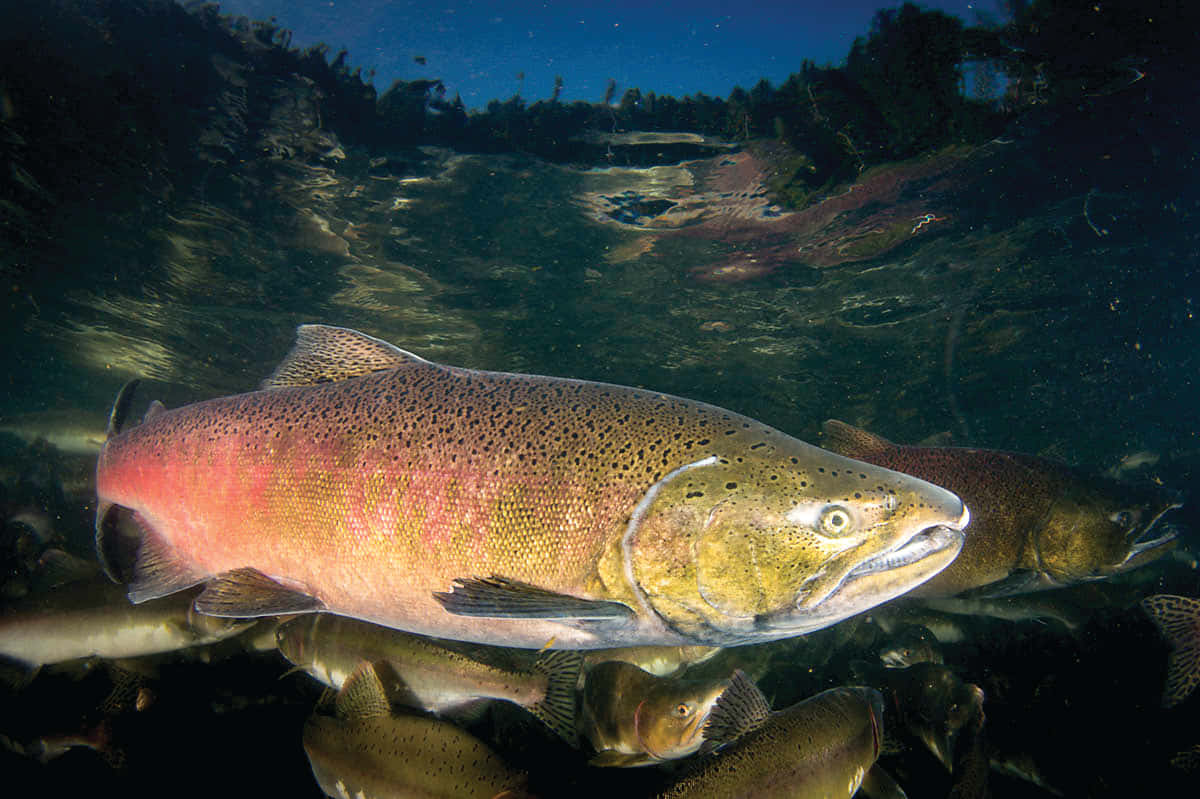 Chinook Salmon Underwater Wallpaper