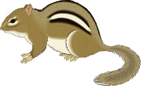 Chipmunk_ Illustration_ Vector PNG