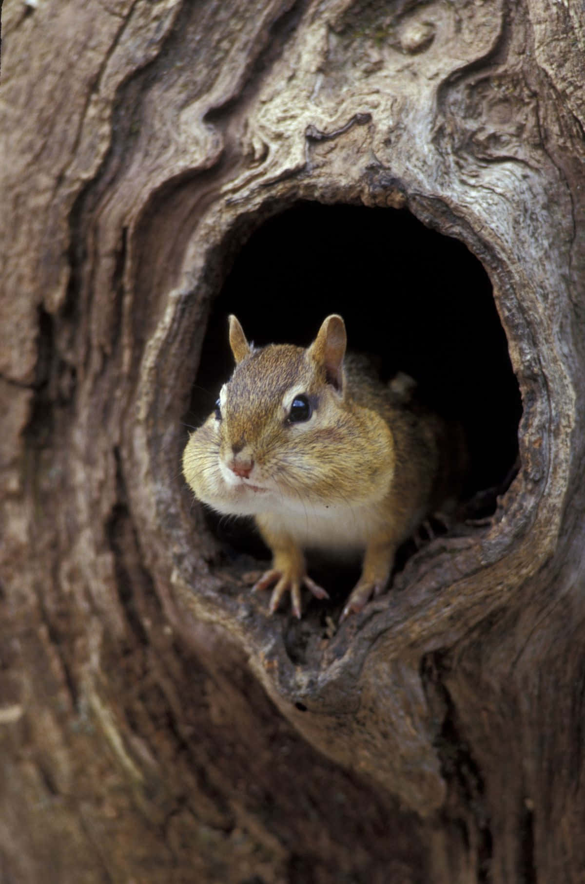 Chipmunk In Hole Of Tree Picture