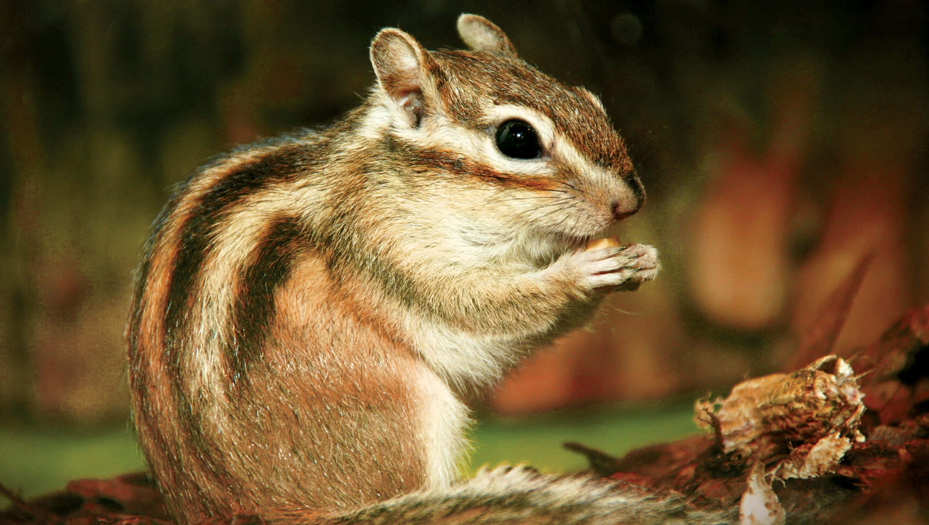 Description– This image features an adorable chipmunk perched atop a beautiful tree branch, ready to enjoy a delicious nut.
