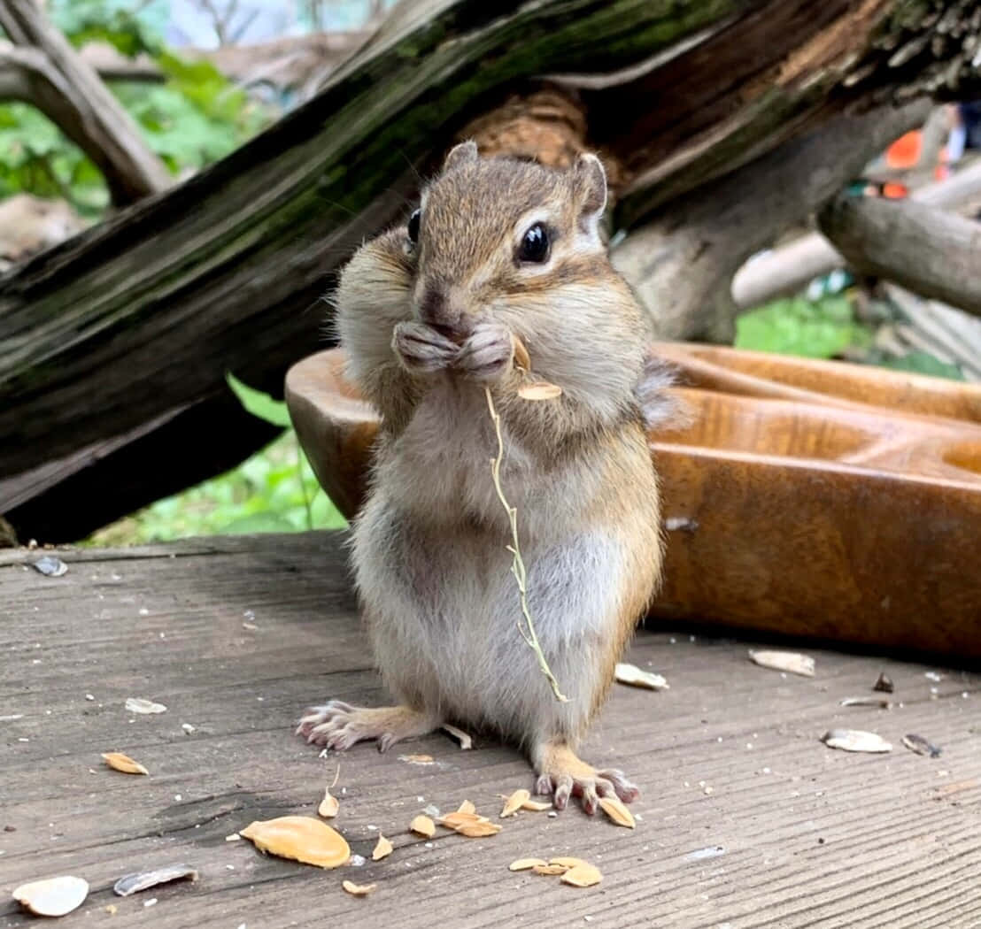 Chipmunk Eating On Table Picture