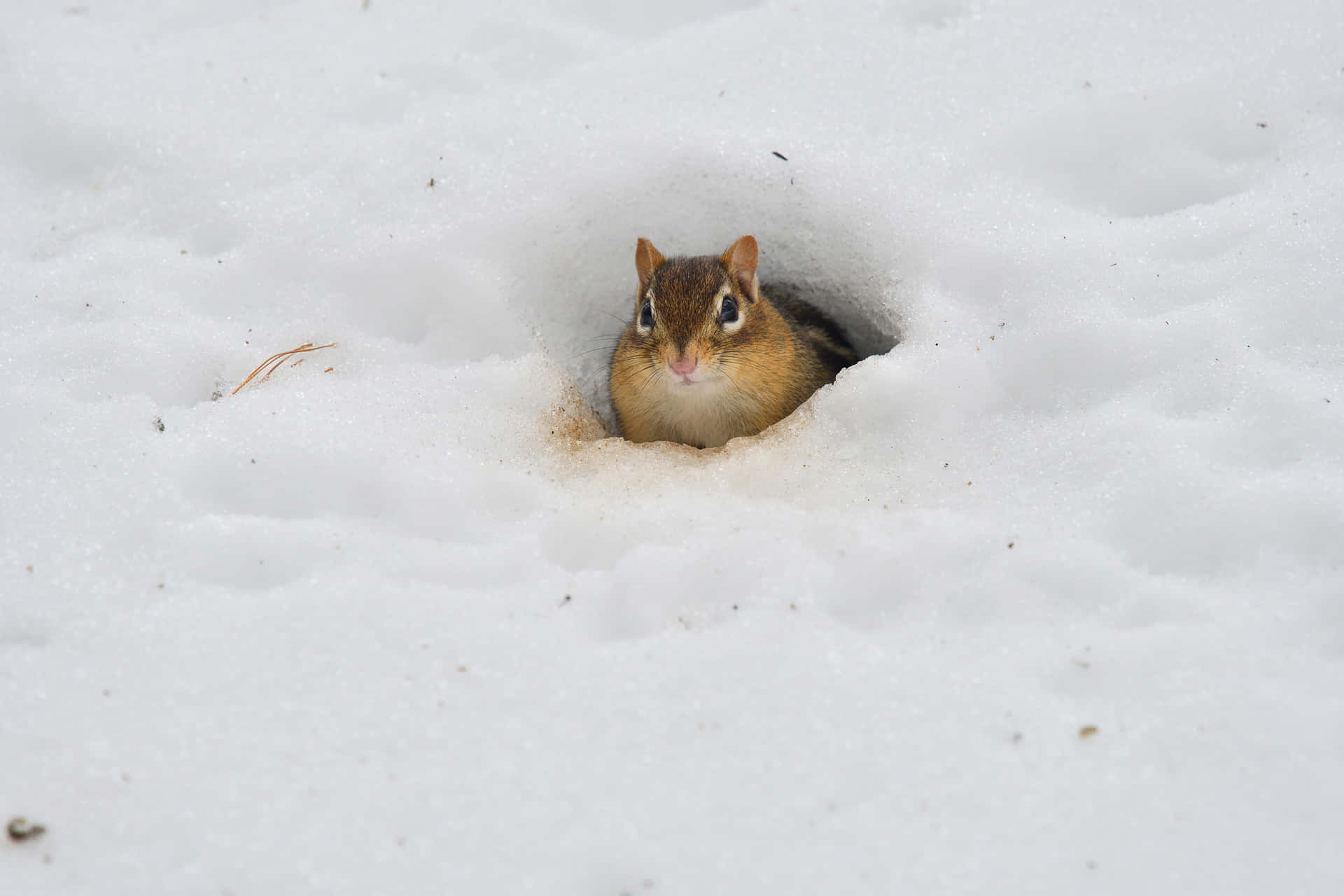 Chipmunk Inside Snow Hole Picture