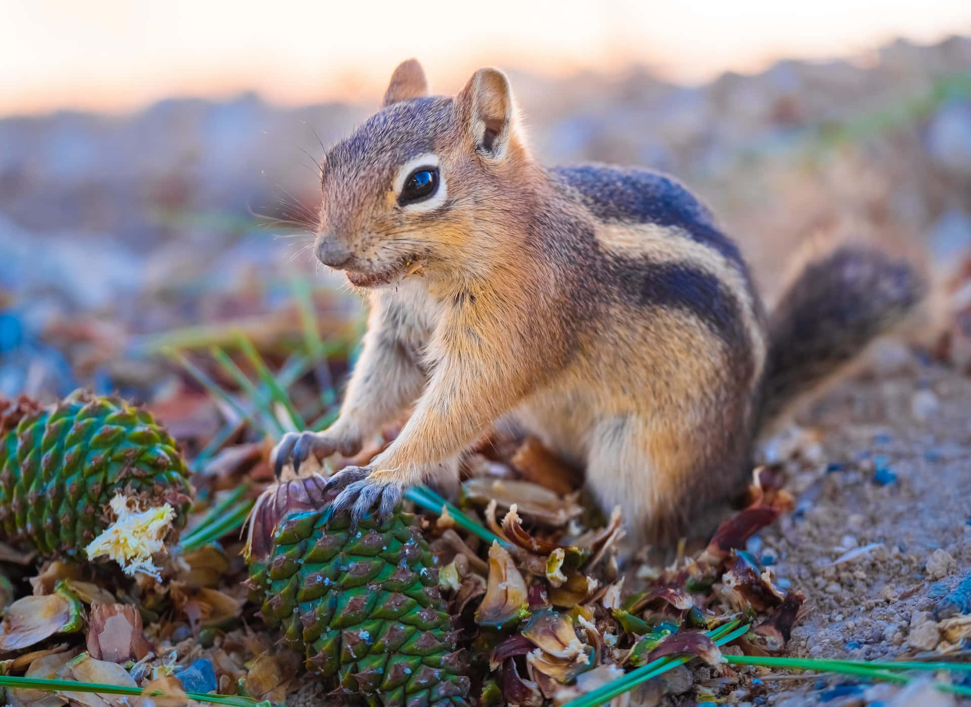 Chipmunk With Conifer Cone Picture