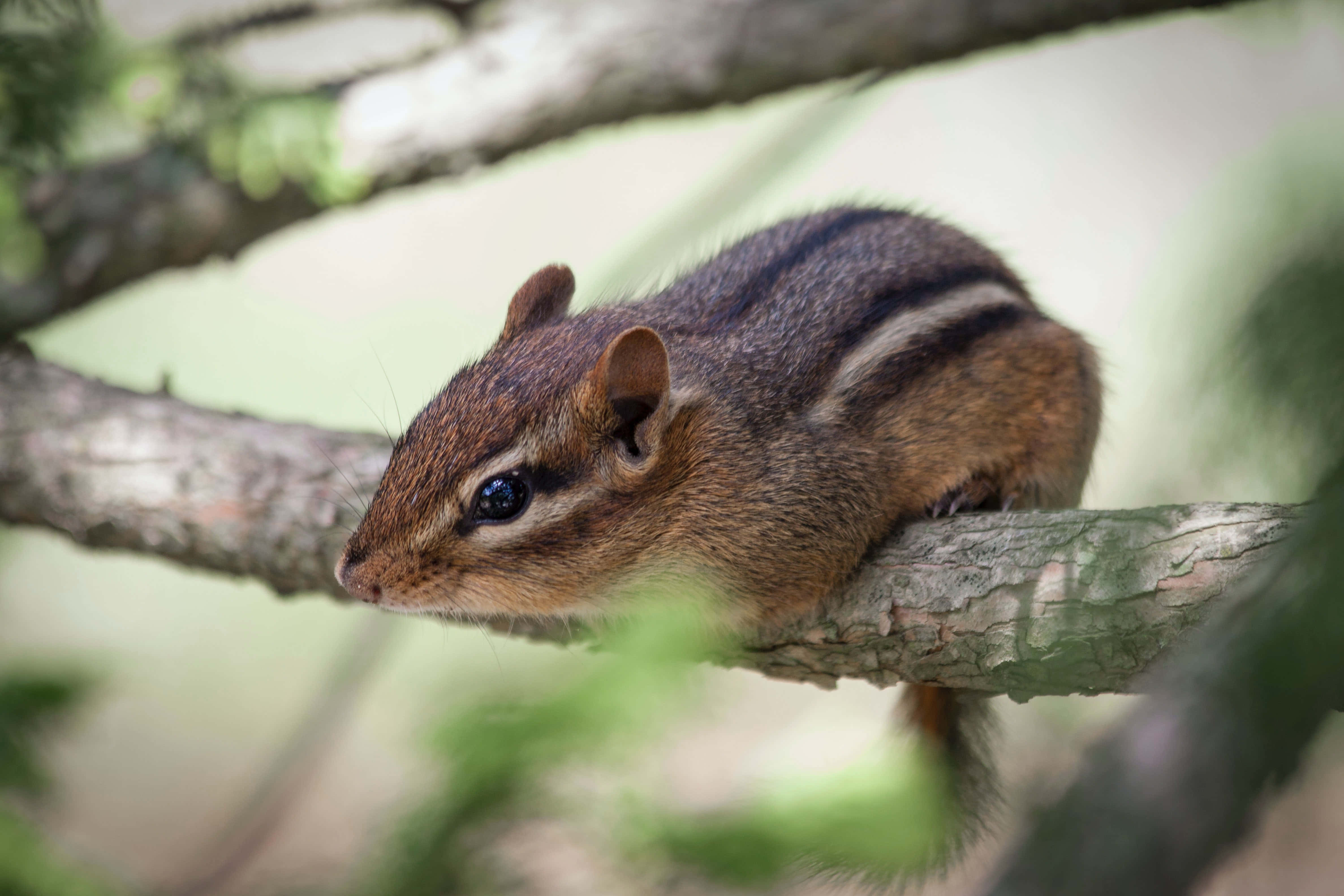 A cute chipmunk enjoying its natural habitat.