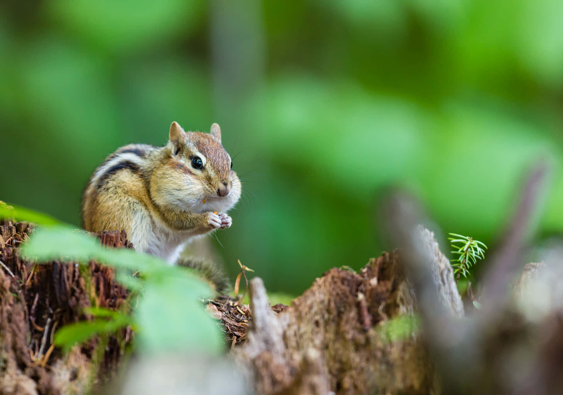 Chipmunk Against Blurred Leaves Picture