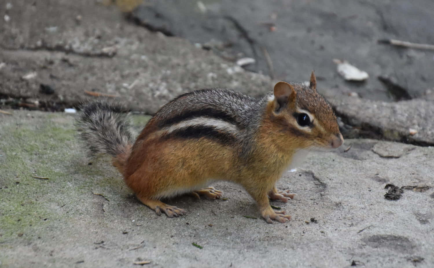 Tiny Striped Brown Chipmunk Picture