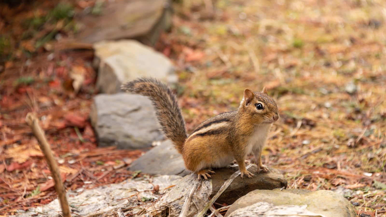A cute chipmunk nibbling on a nut