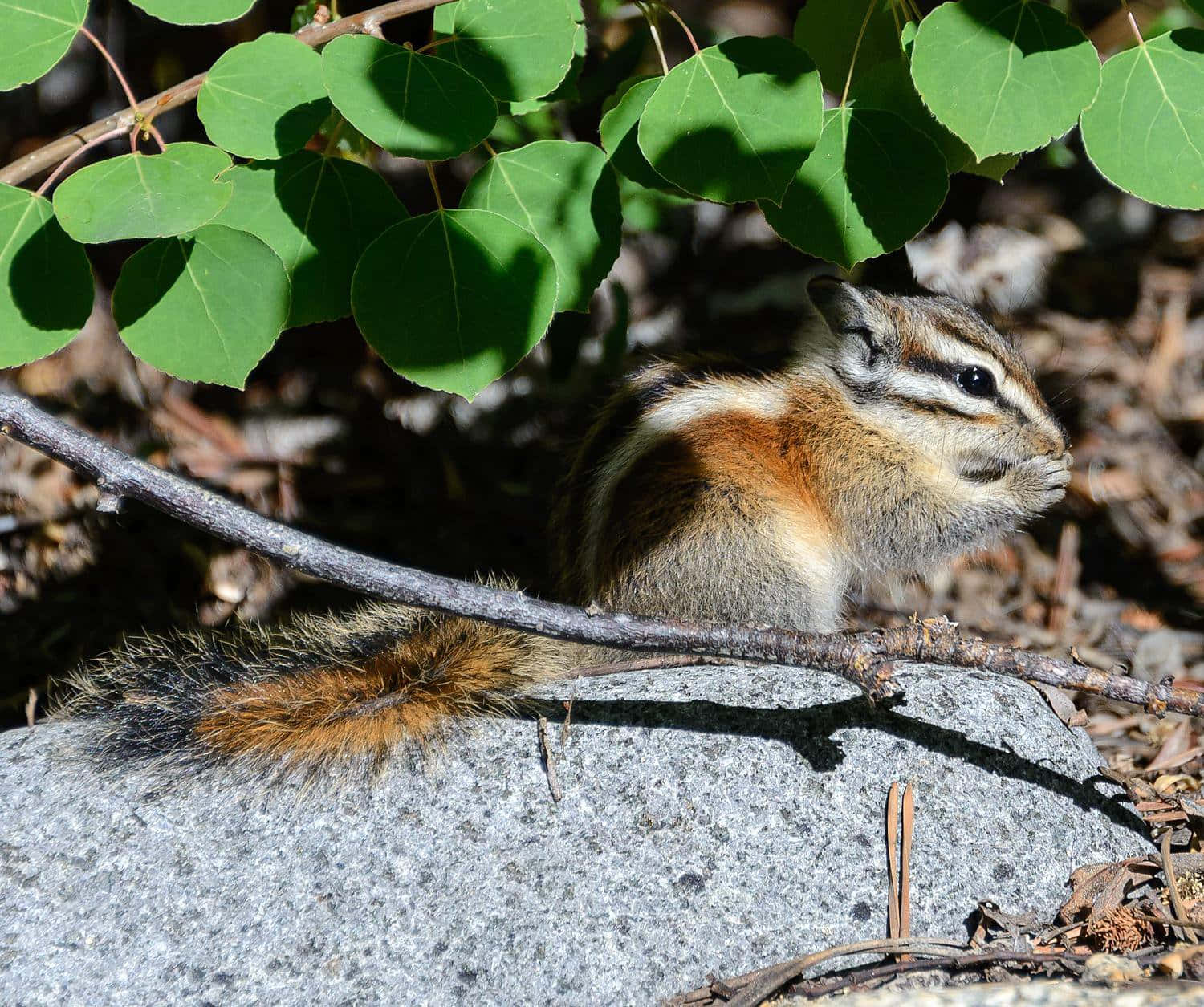 Chipmunk On Rock With Leaves Picture