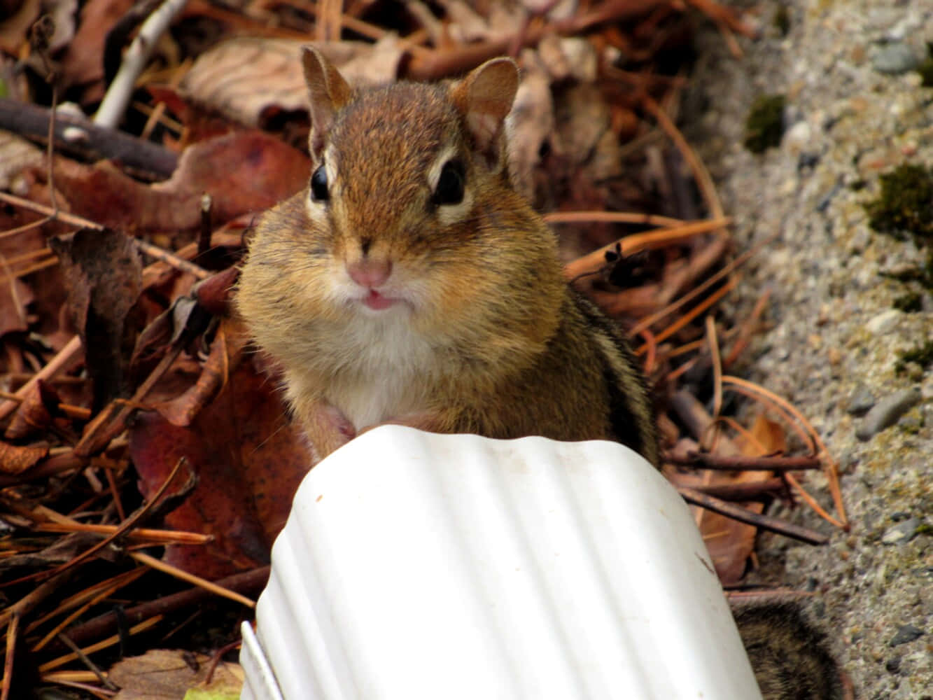 Chipmunk In Dried Leaves Picture