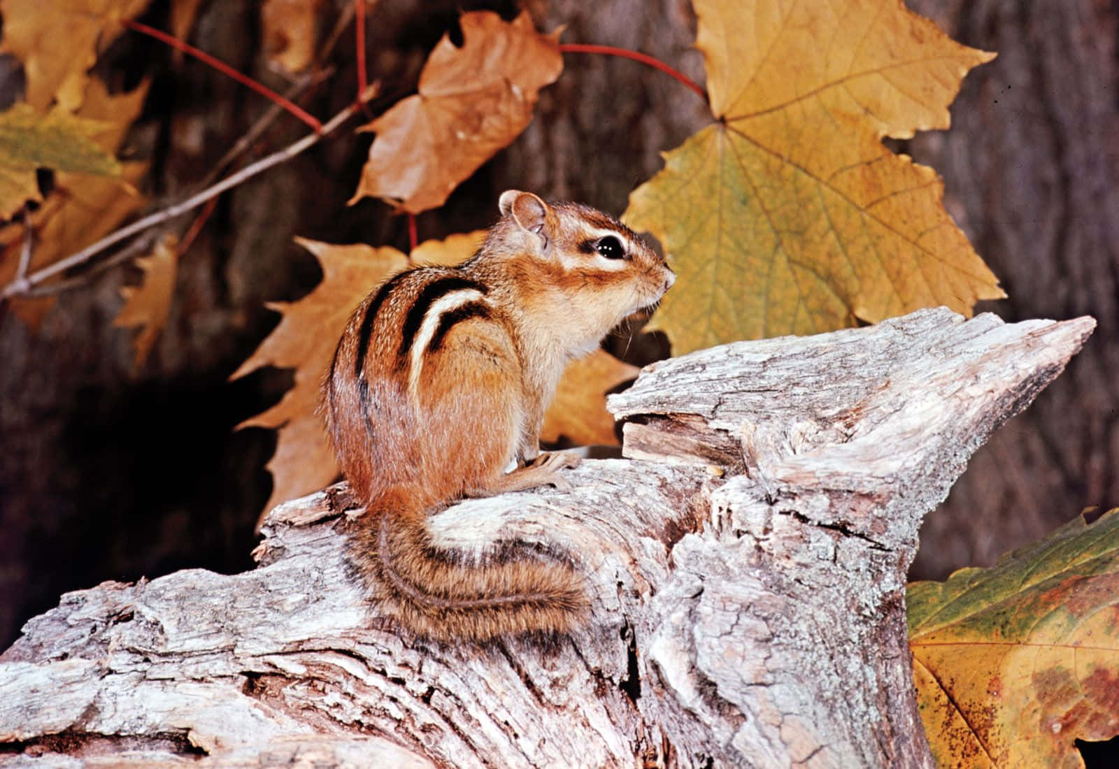 A cute chipmunk hanging around in its natural environment