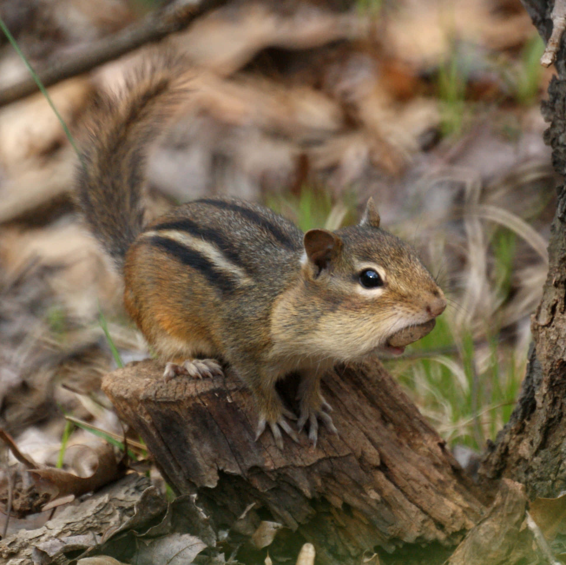 Chipmunk With Nut In Mouth Picture